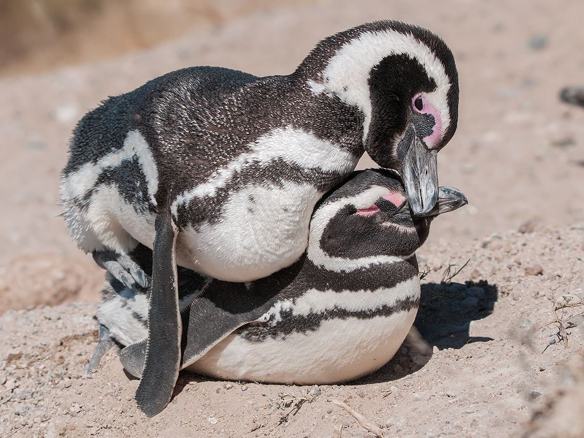 Magellan penguins - mating