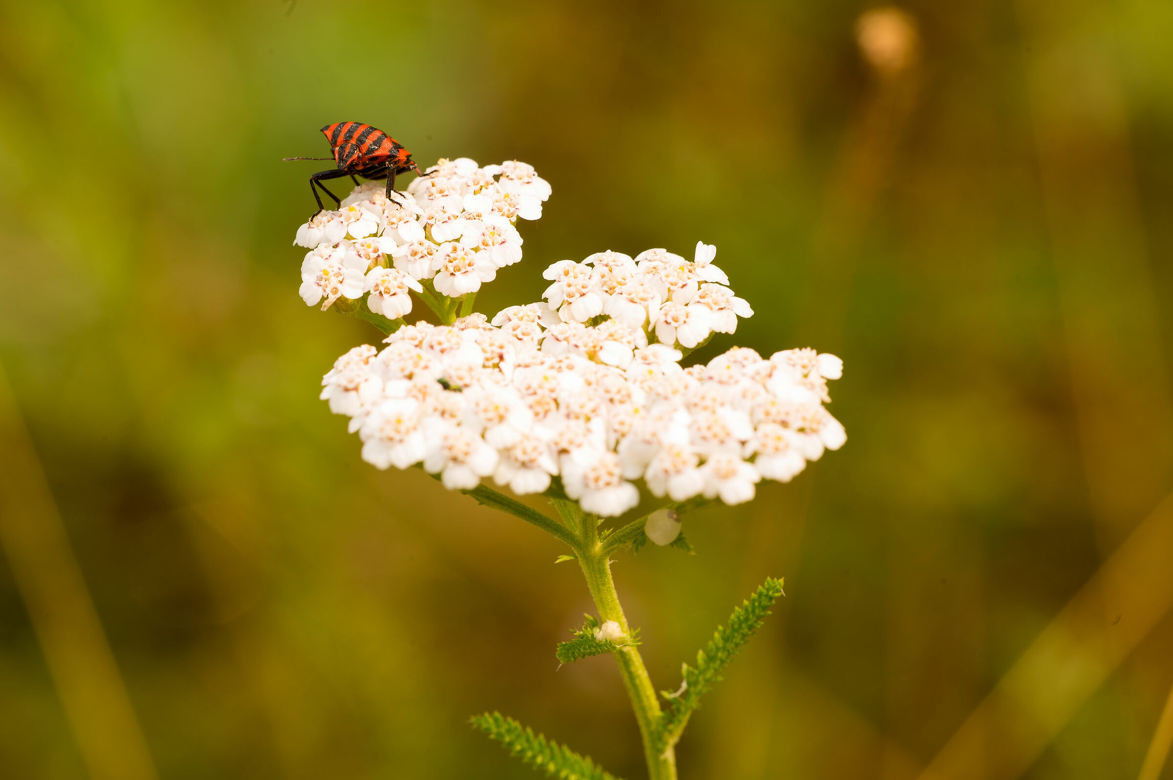 Red-red-black bedbug