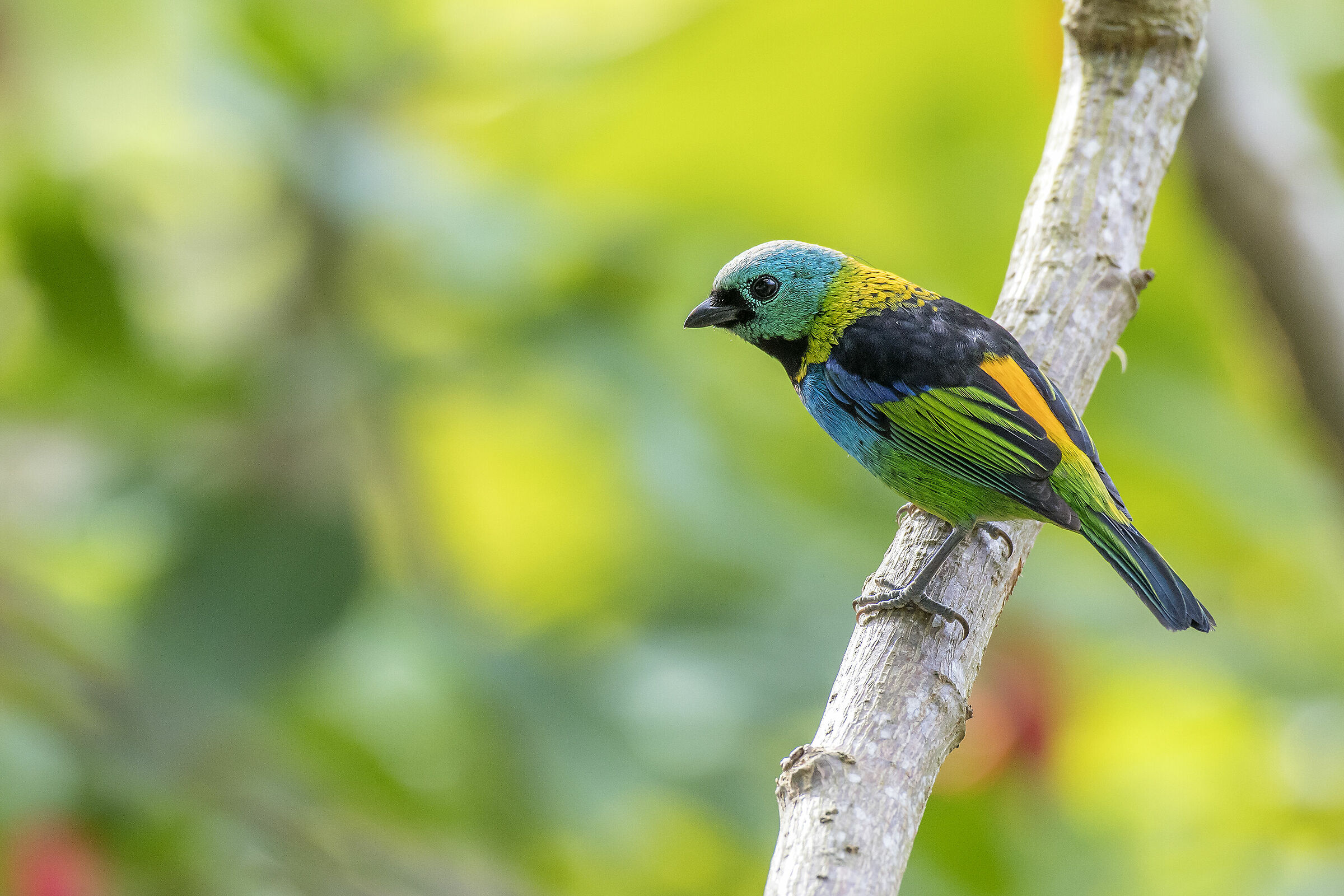 Tangara sette colori