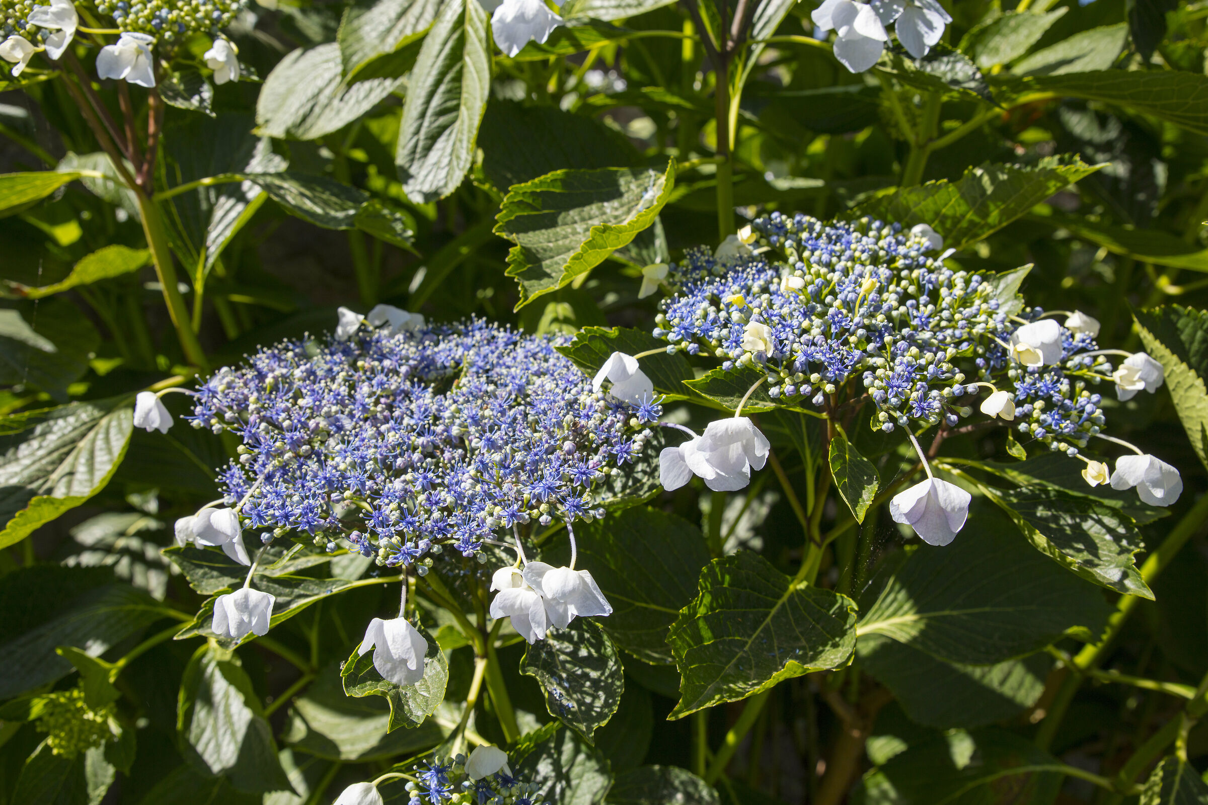 Hortense 1 Lake Bolsena
