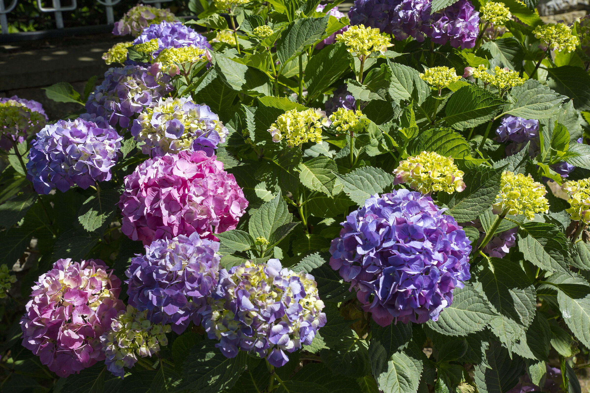 Hortense 3 Lake Bolsena