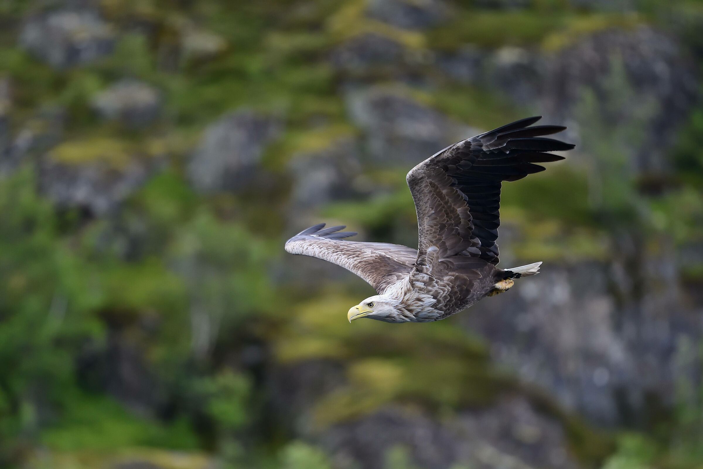 Sea eagle