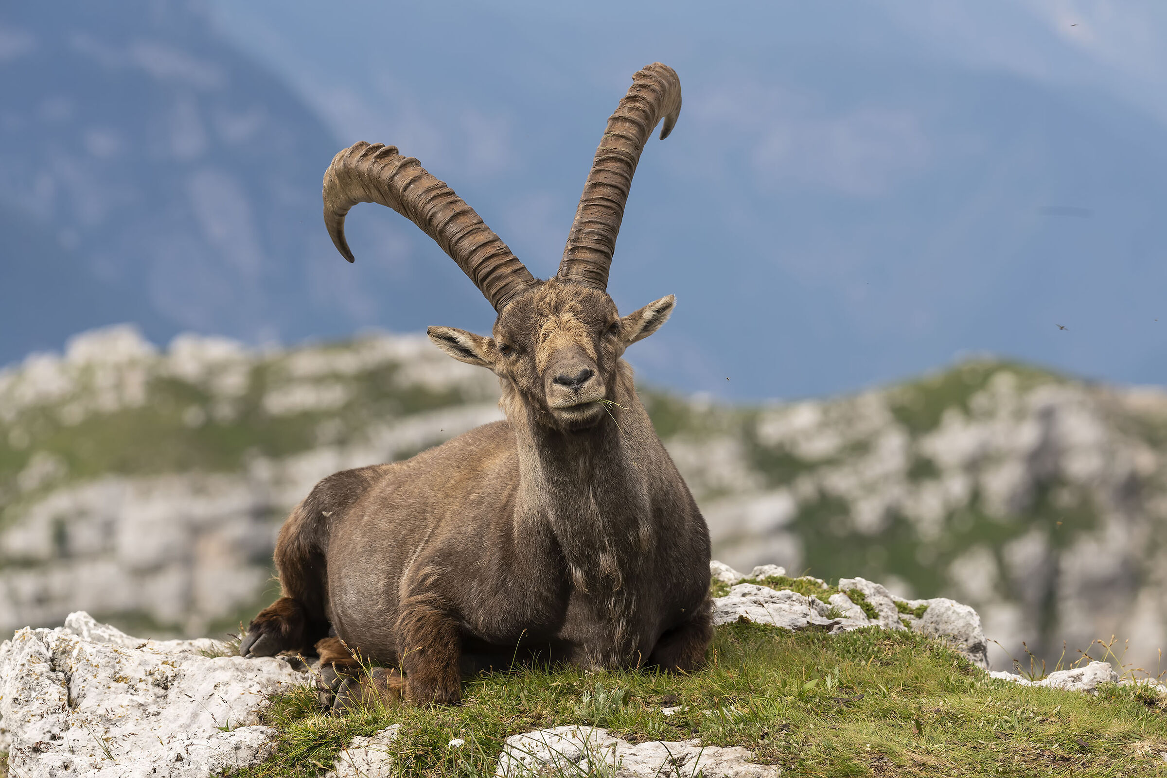 Stambecco adulto 2