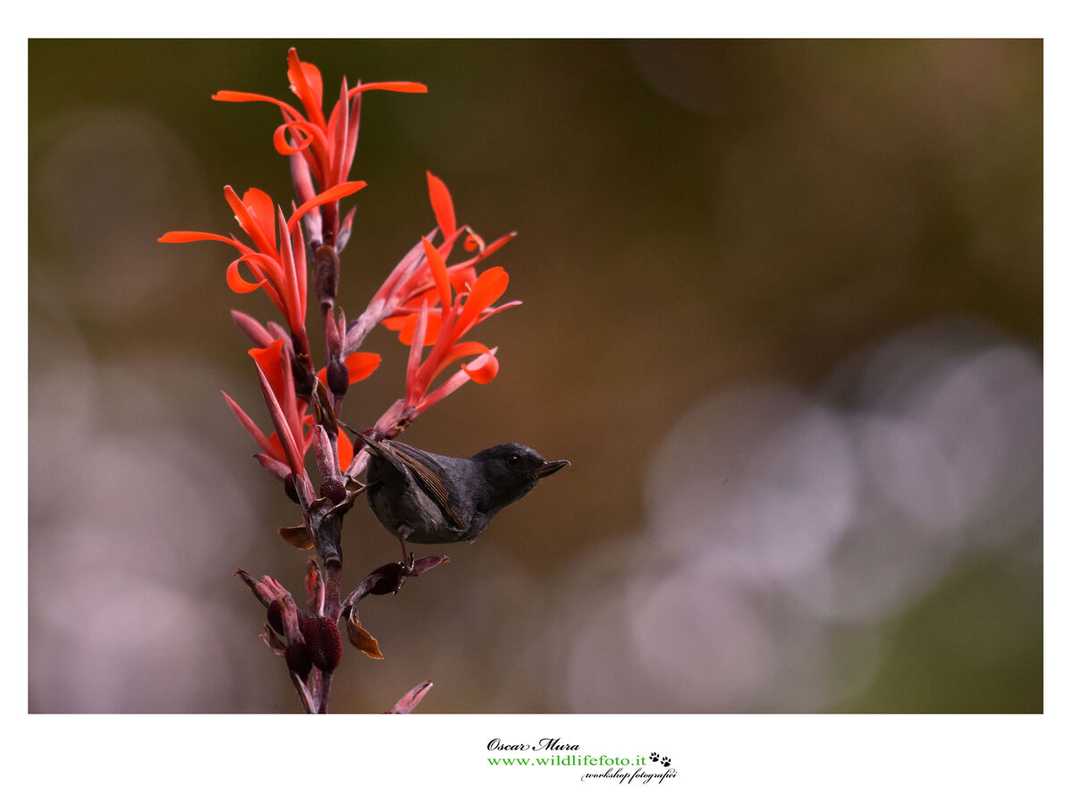 Slaty flowerpiercier