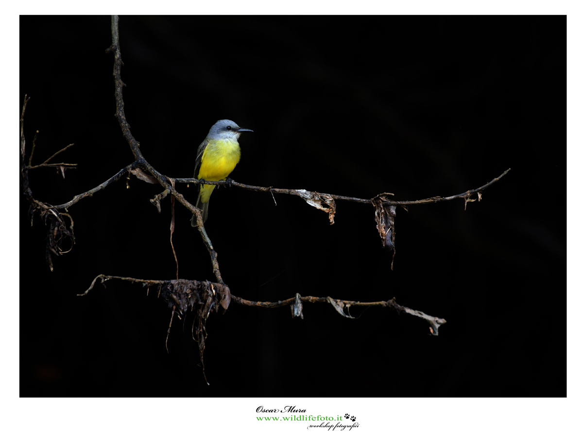Tropical Kingbird