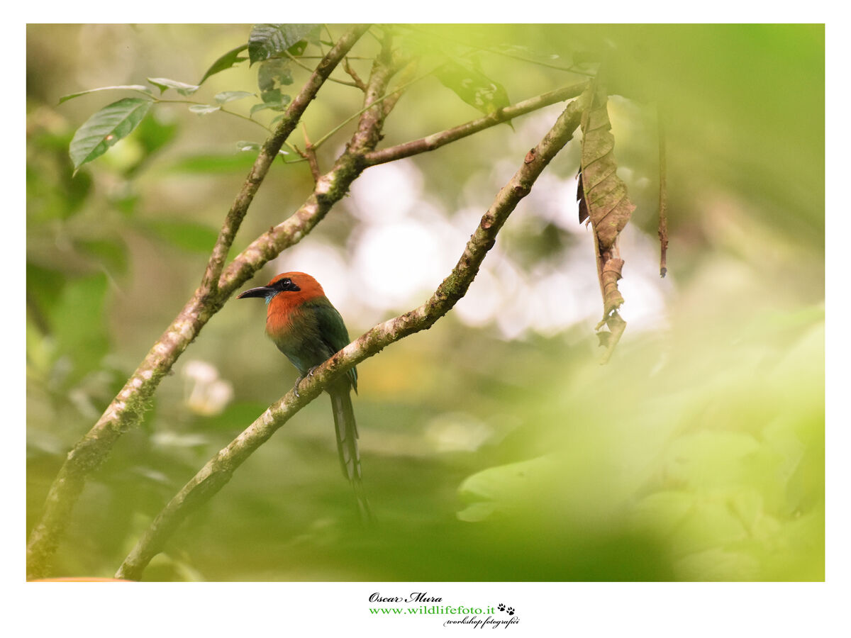 Broad Billed Motmot