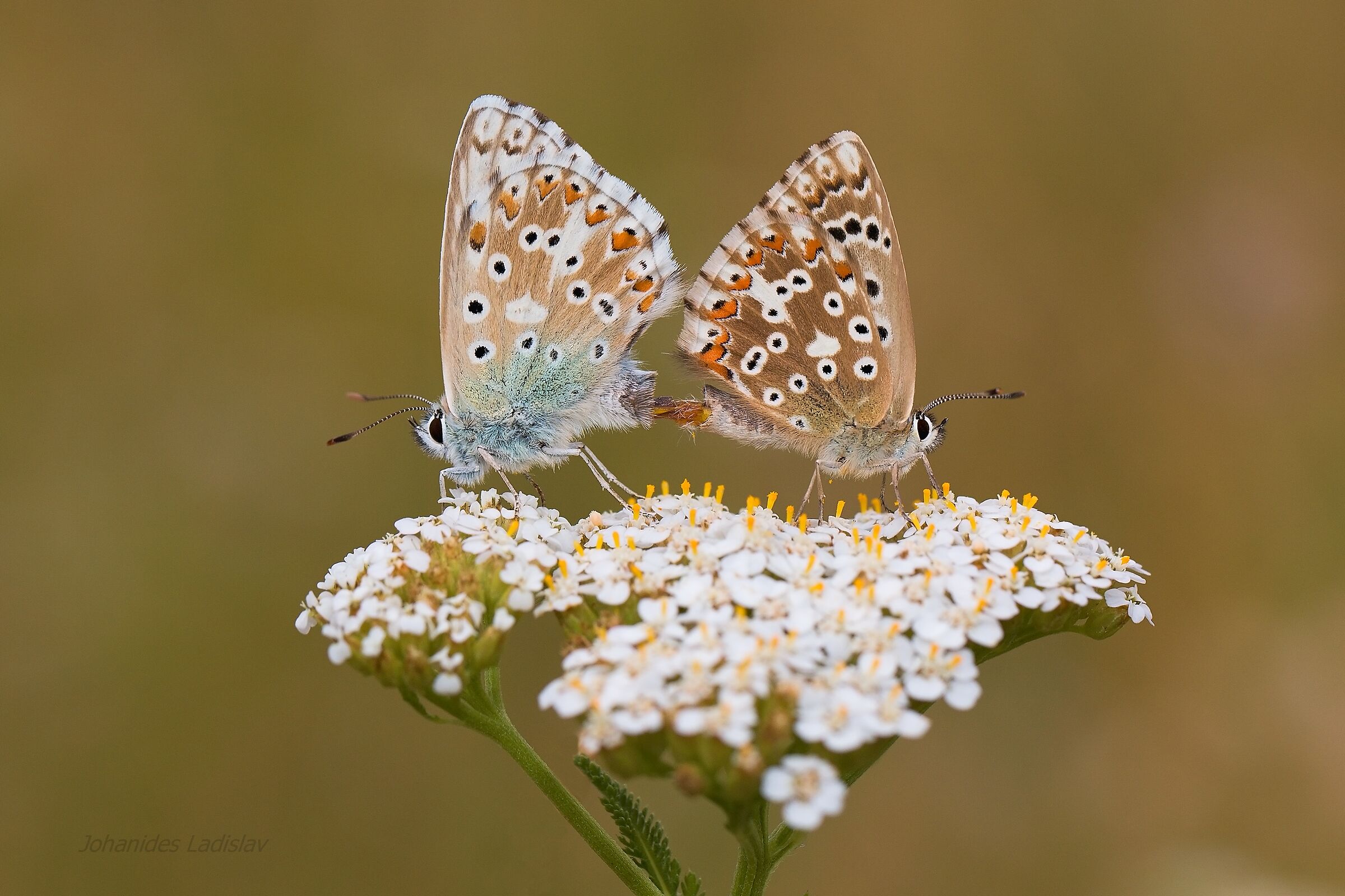 Polyommatus coridon
