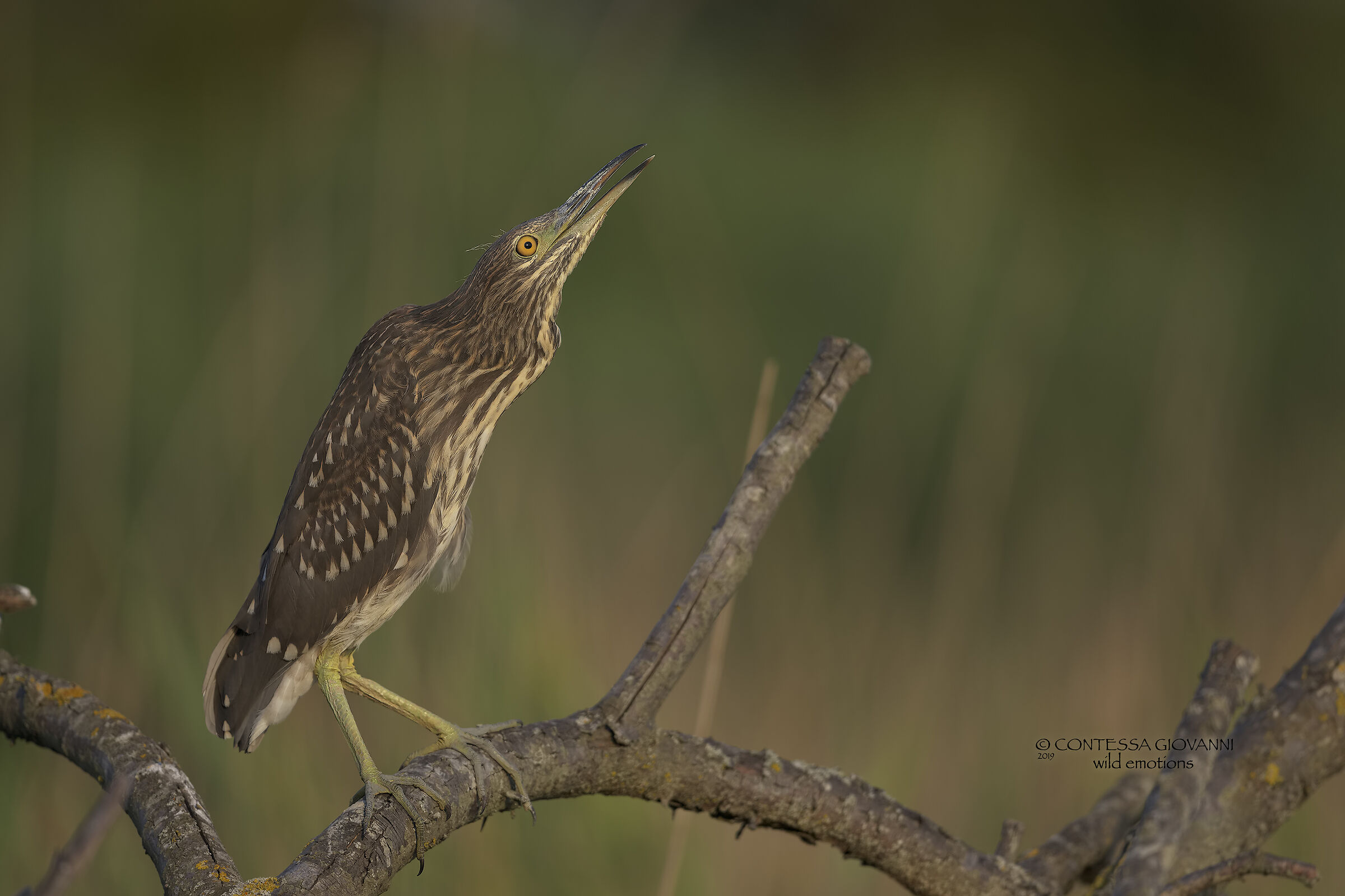 Juv. nitticora mobile shed on easel ...