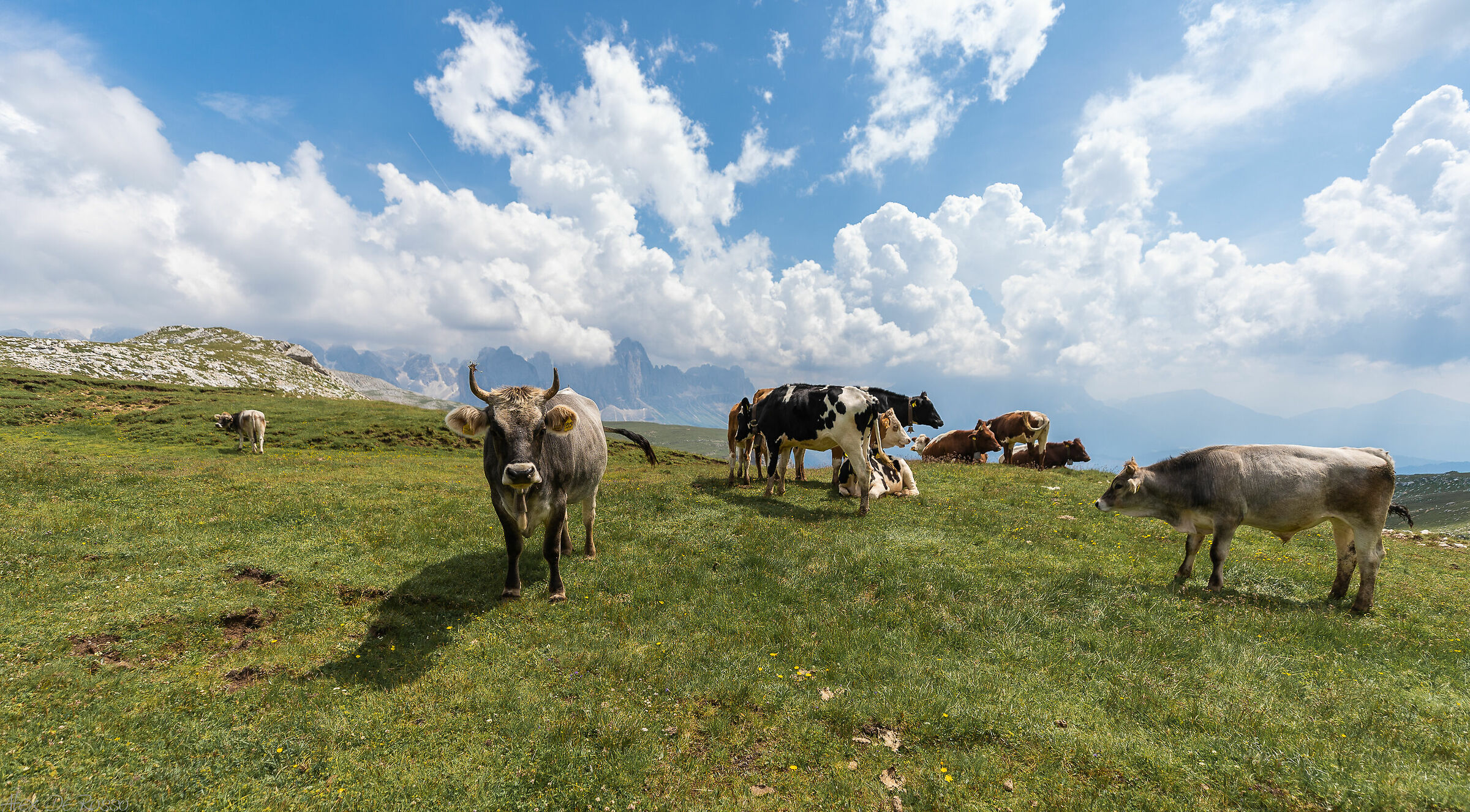Pascoli ad alta quota