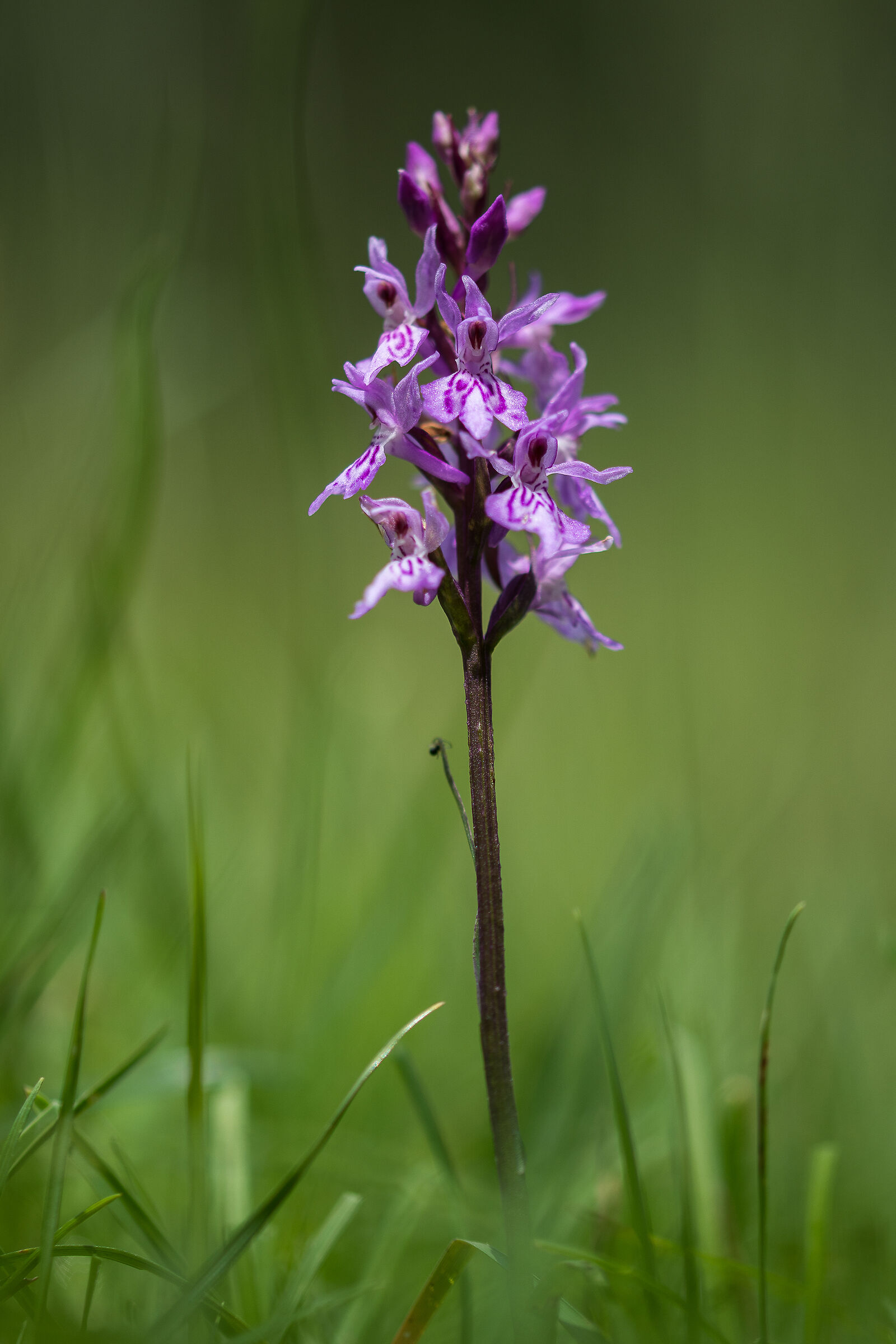 Small orchids grow