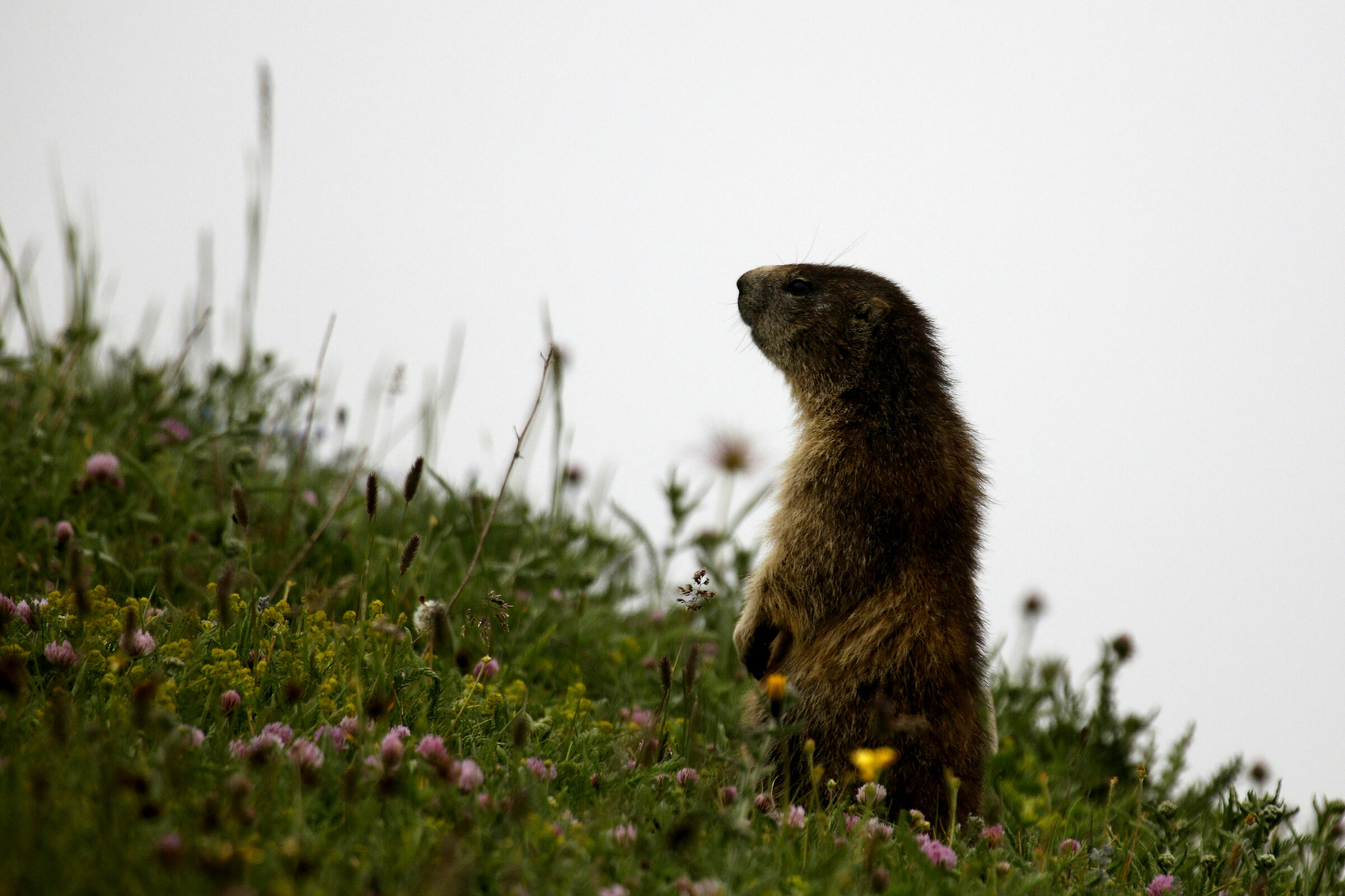 Le Marmotte del Gran Paradiso