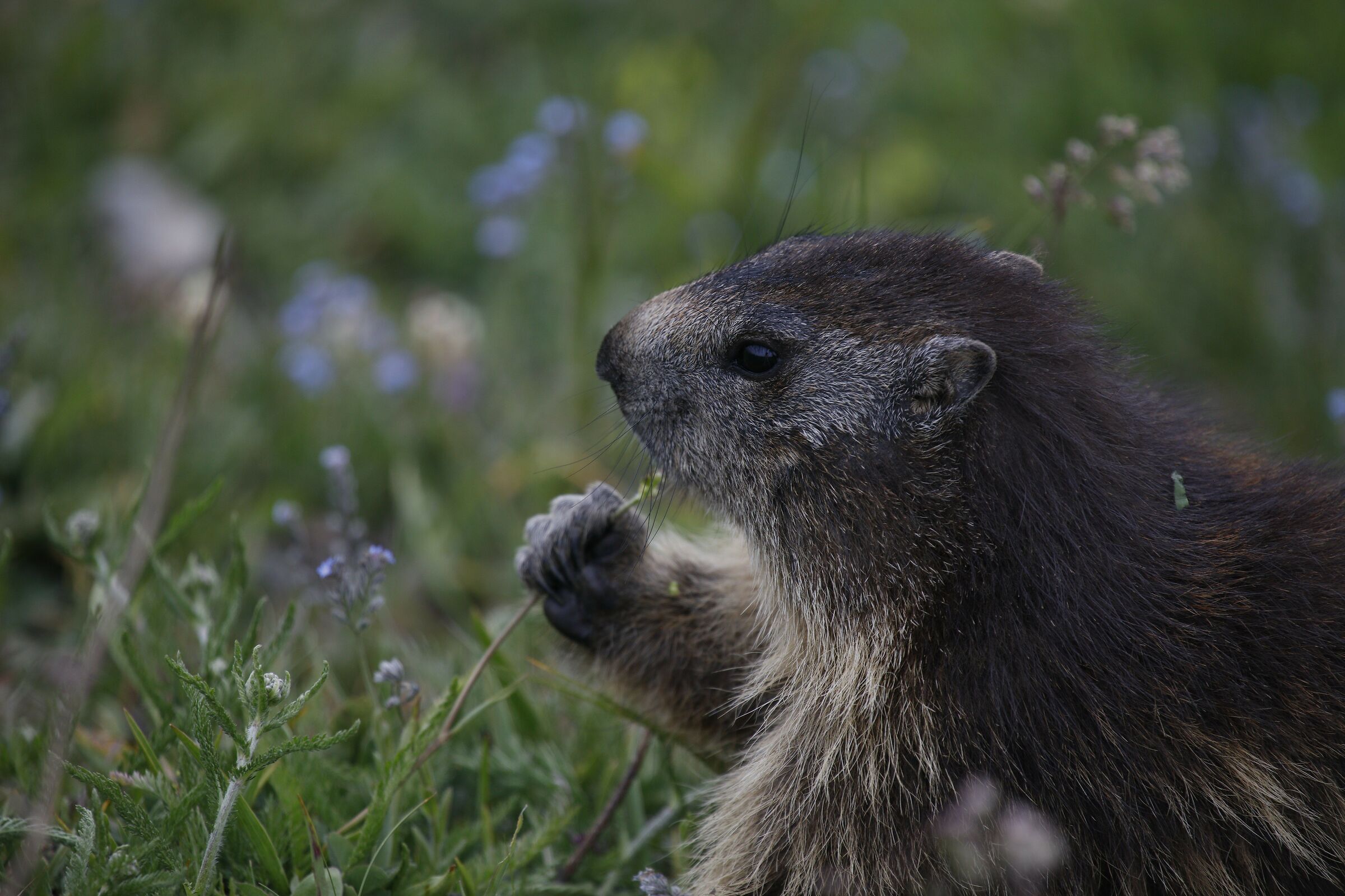 Le Marmotte del Gran Paradiso 2