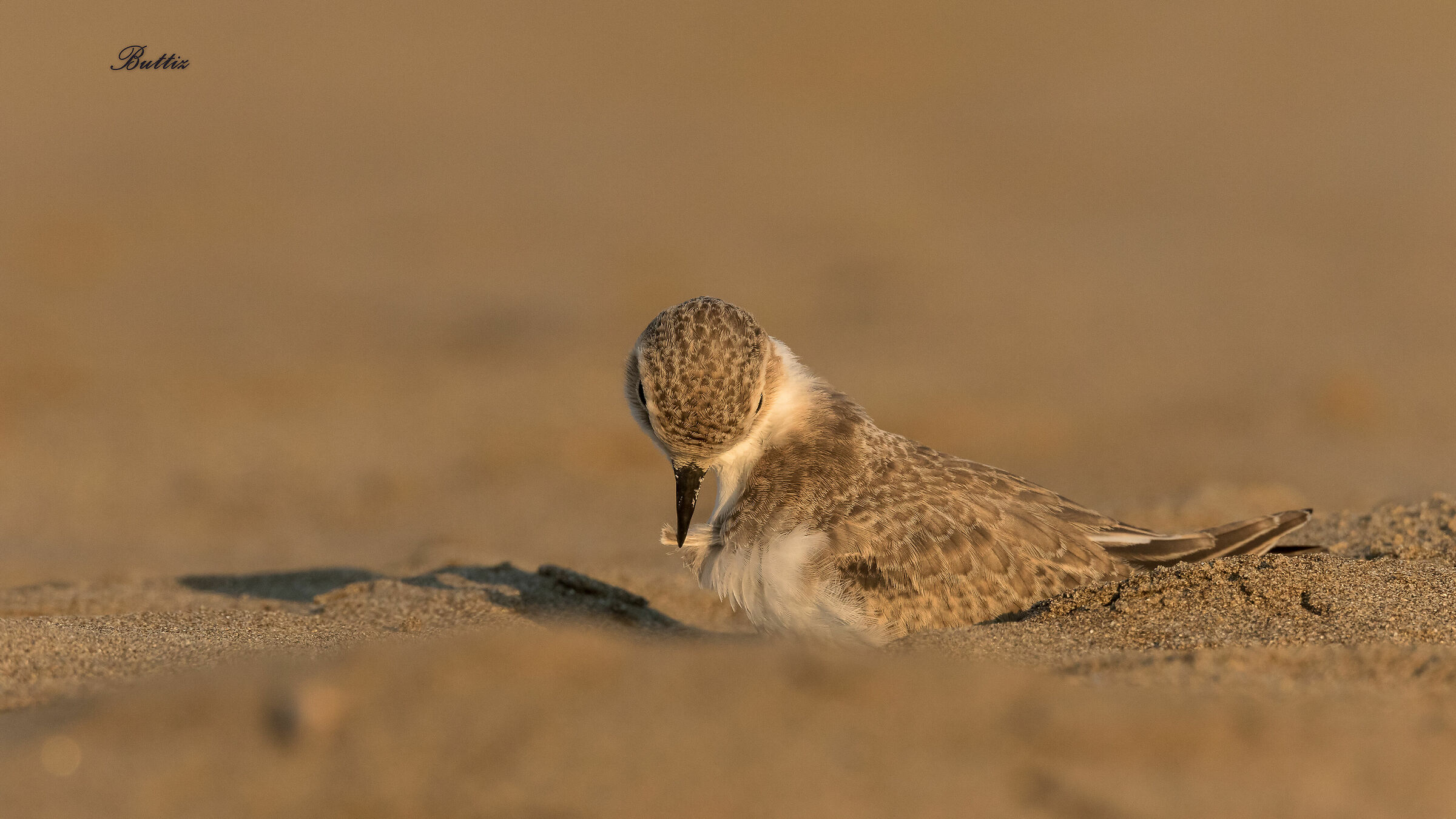 Fratino - La cura delle piume