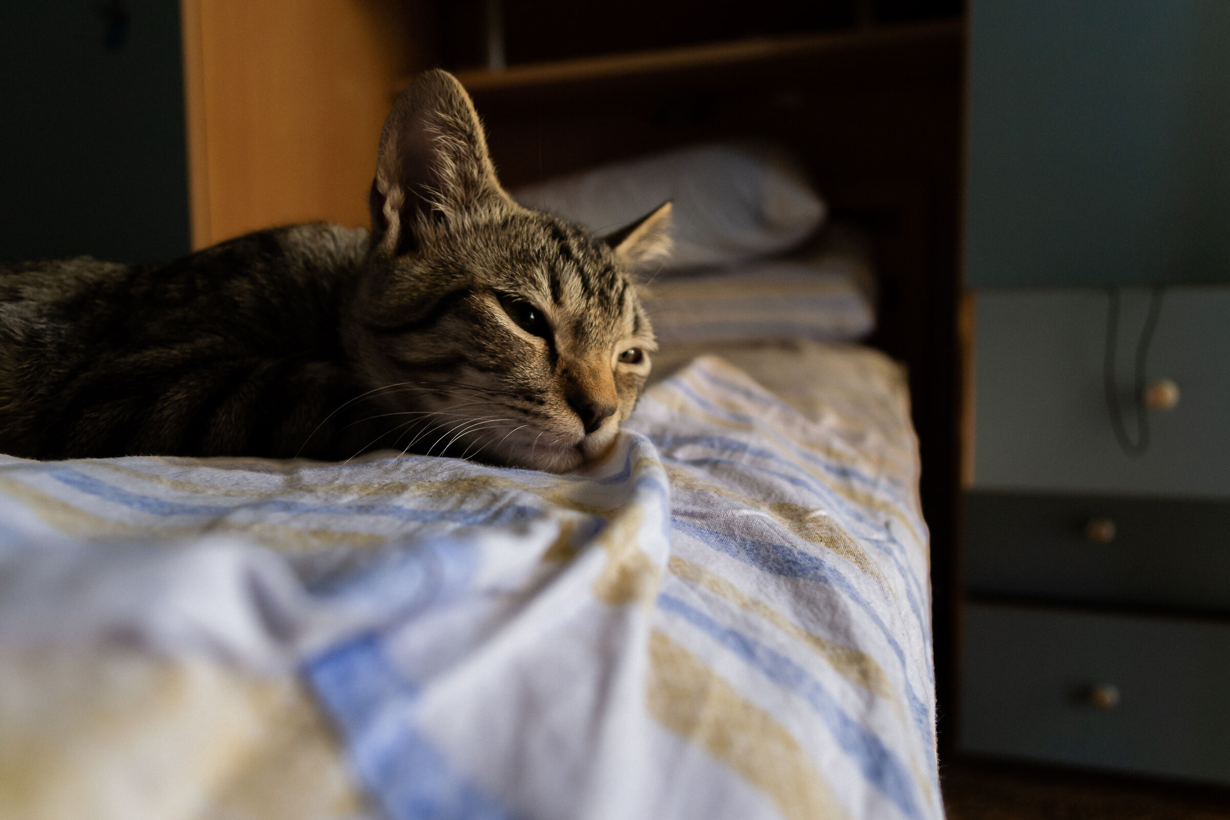 A dog is prosy. A cat is poem. (J.B.)