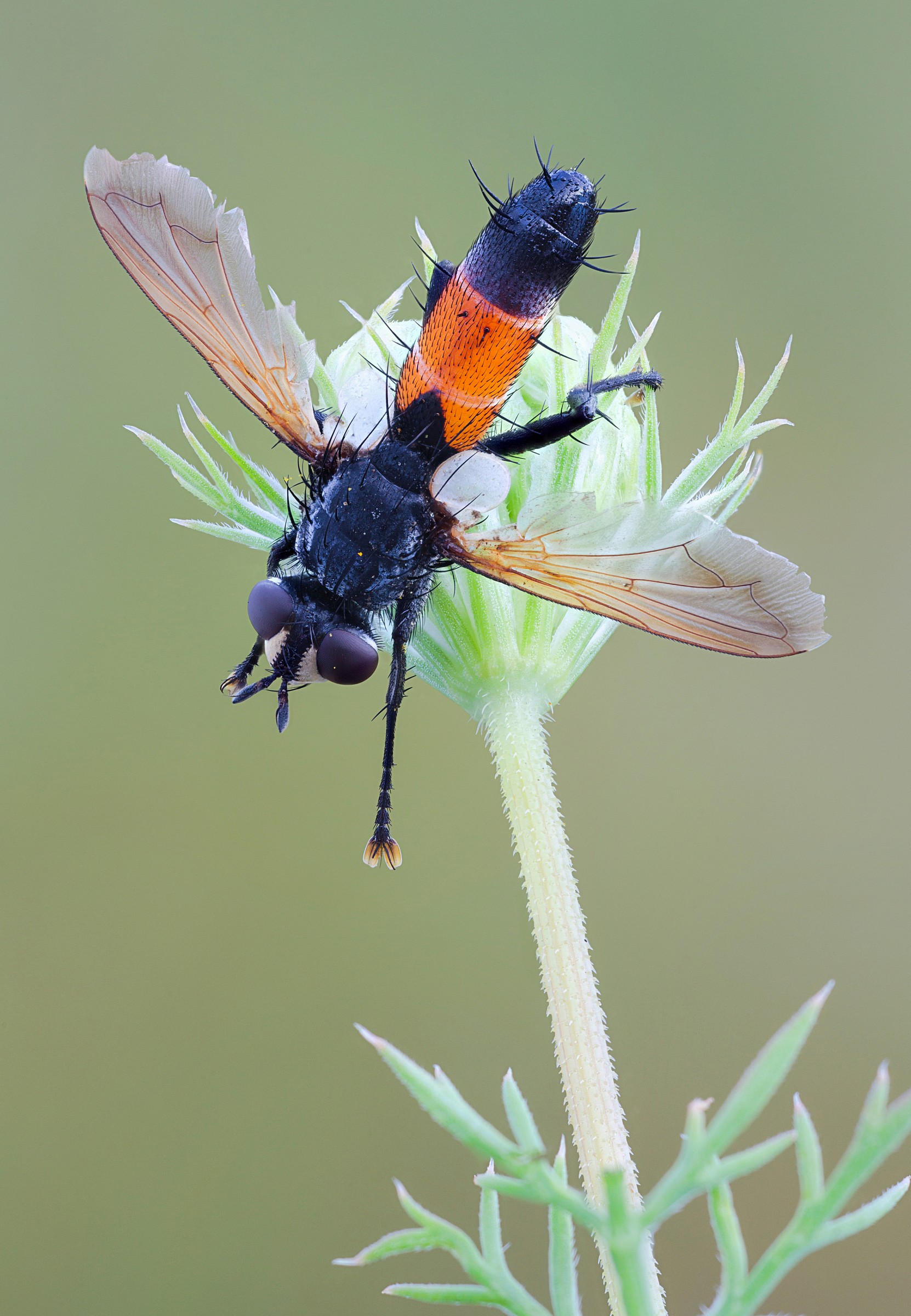 Cylindromyia fly