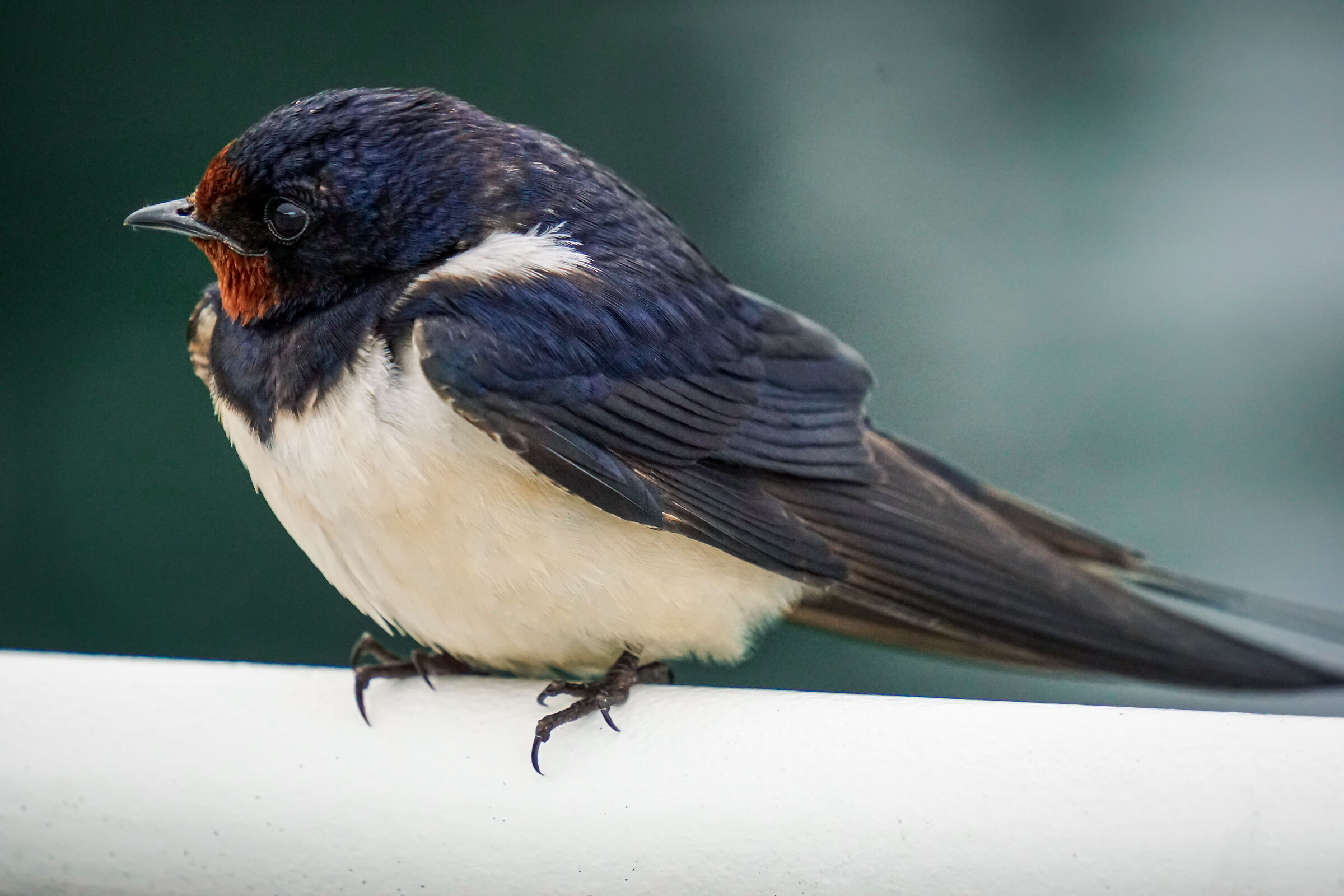 A swallow for friend