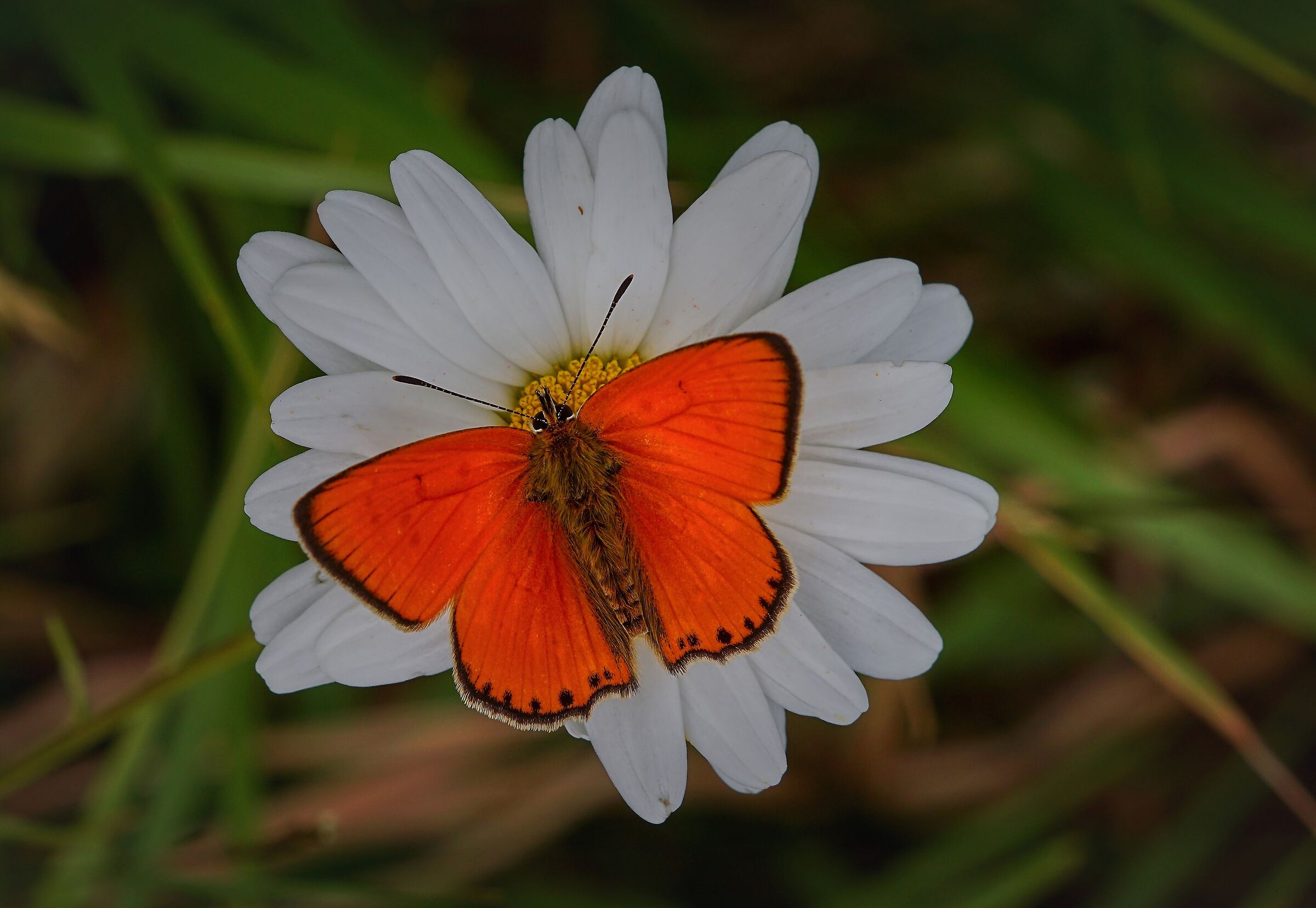 Lycaena italica