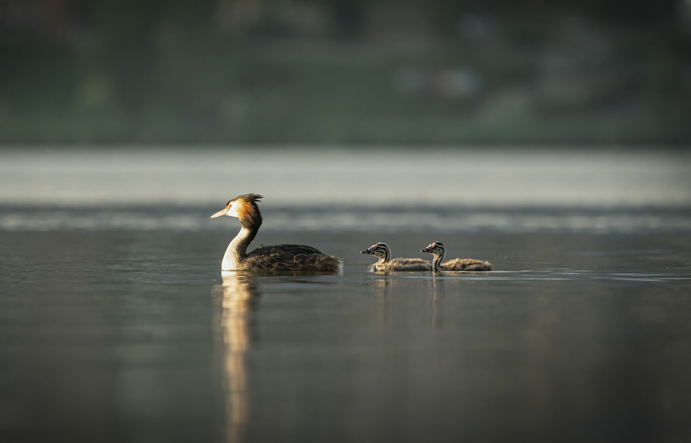 Grebes