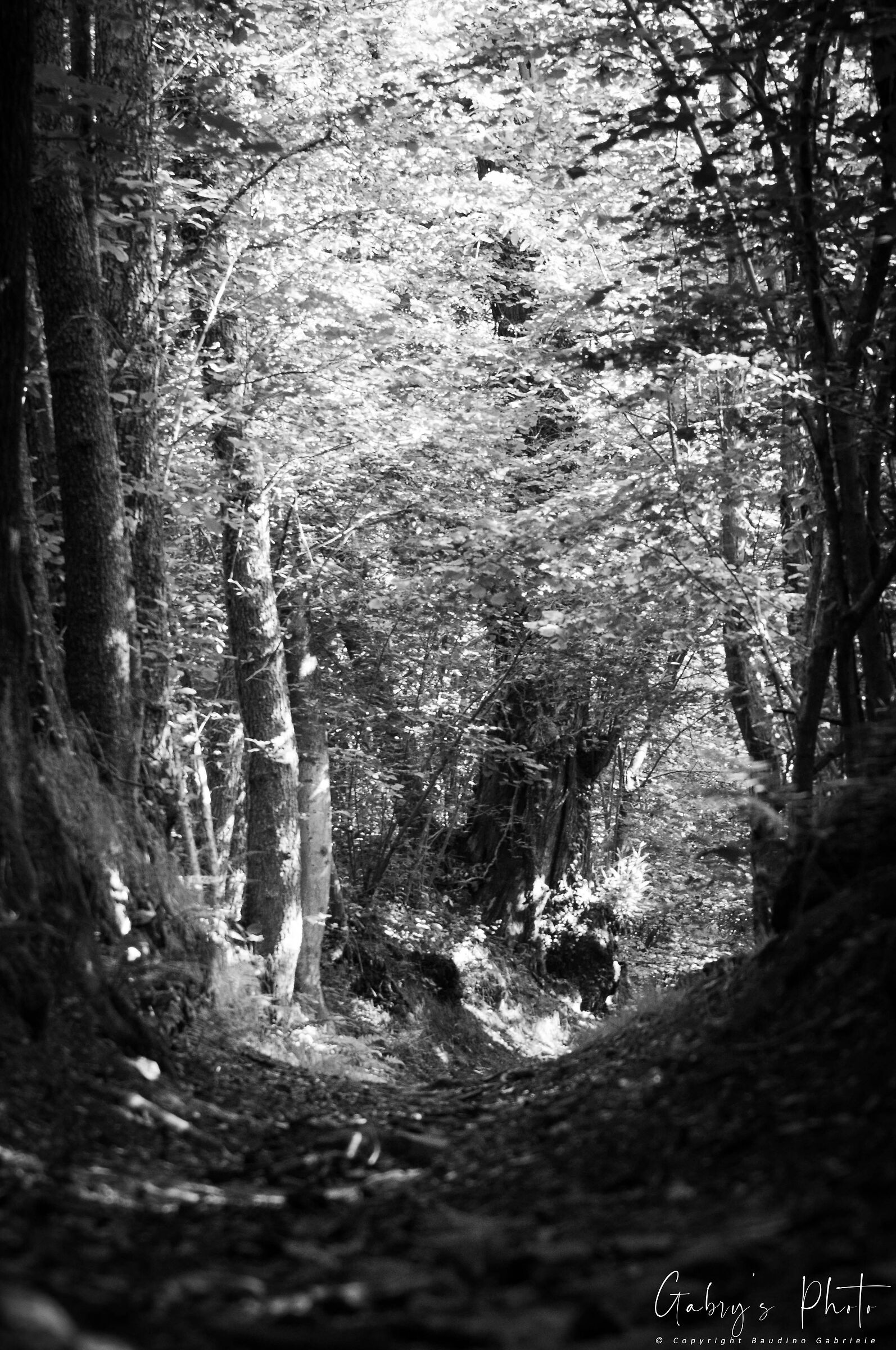 Mountain Wild - Borgiallo (TO)