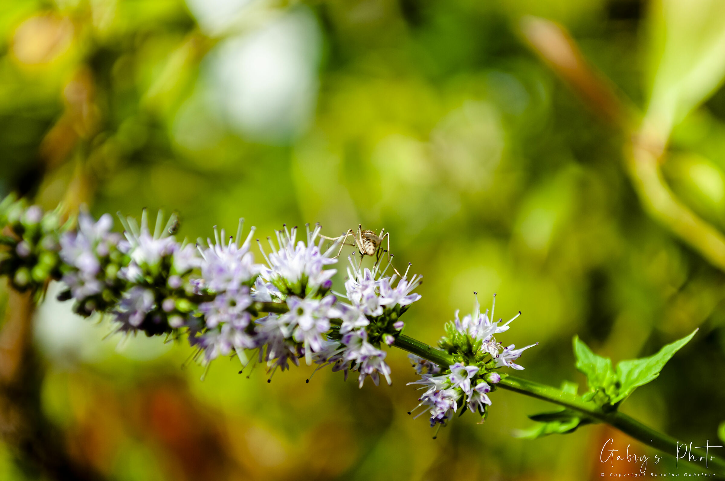 Insect on mint flower