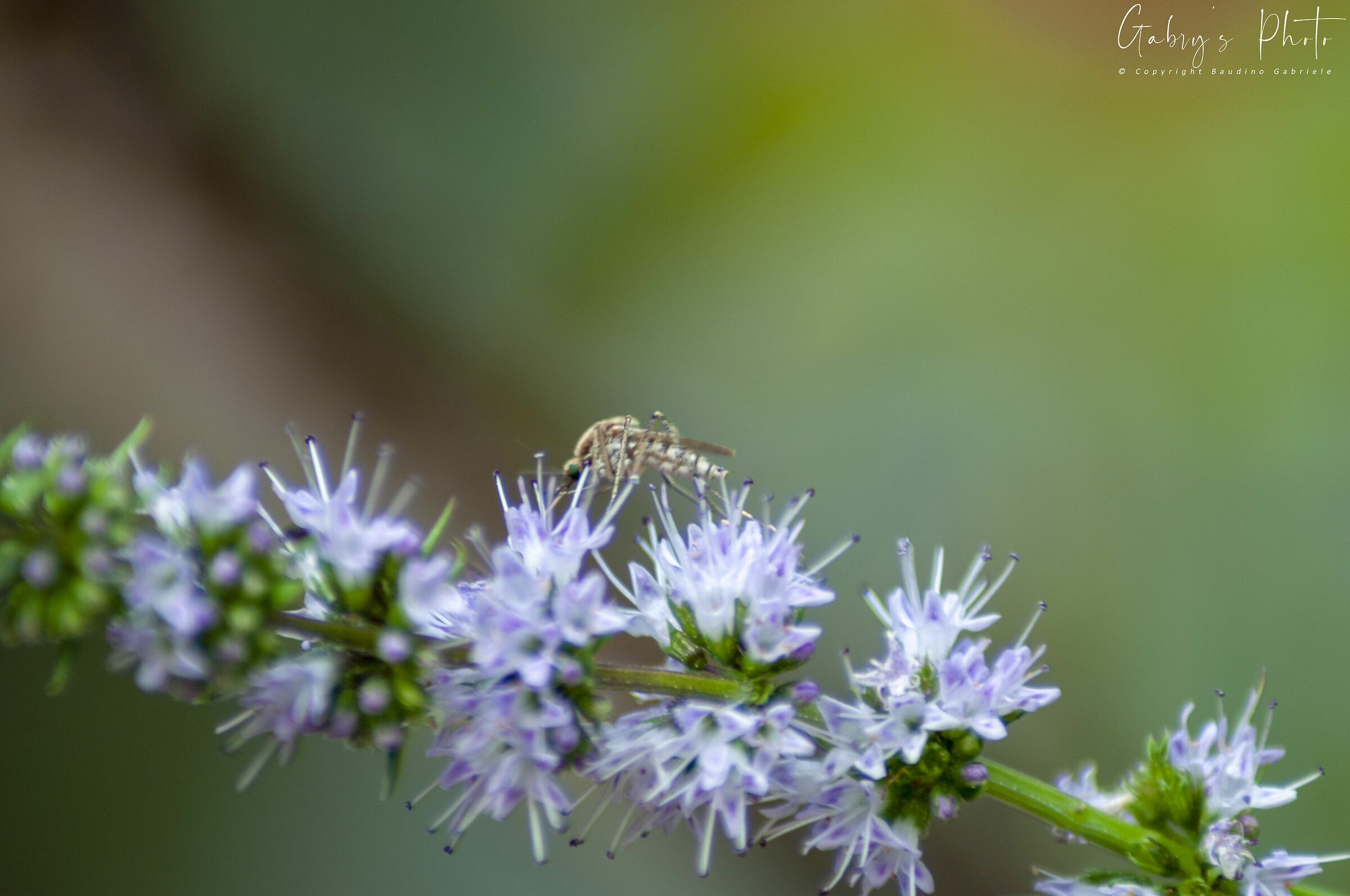Insect on mint flower