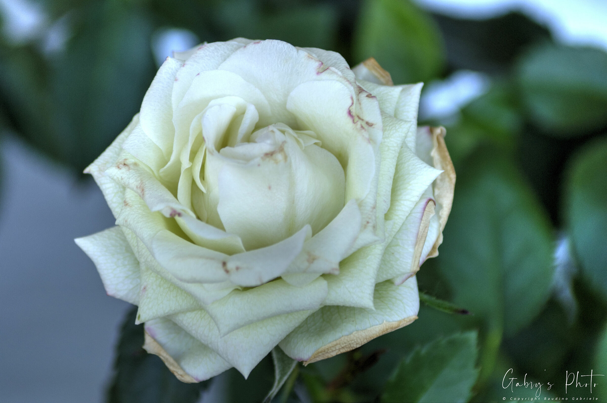 White rose