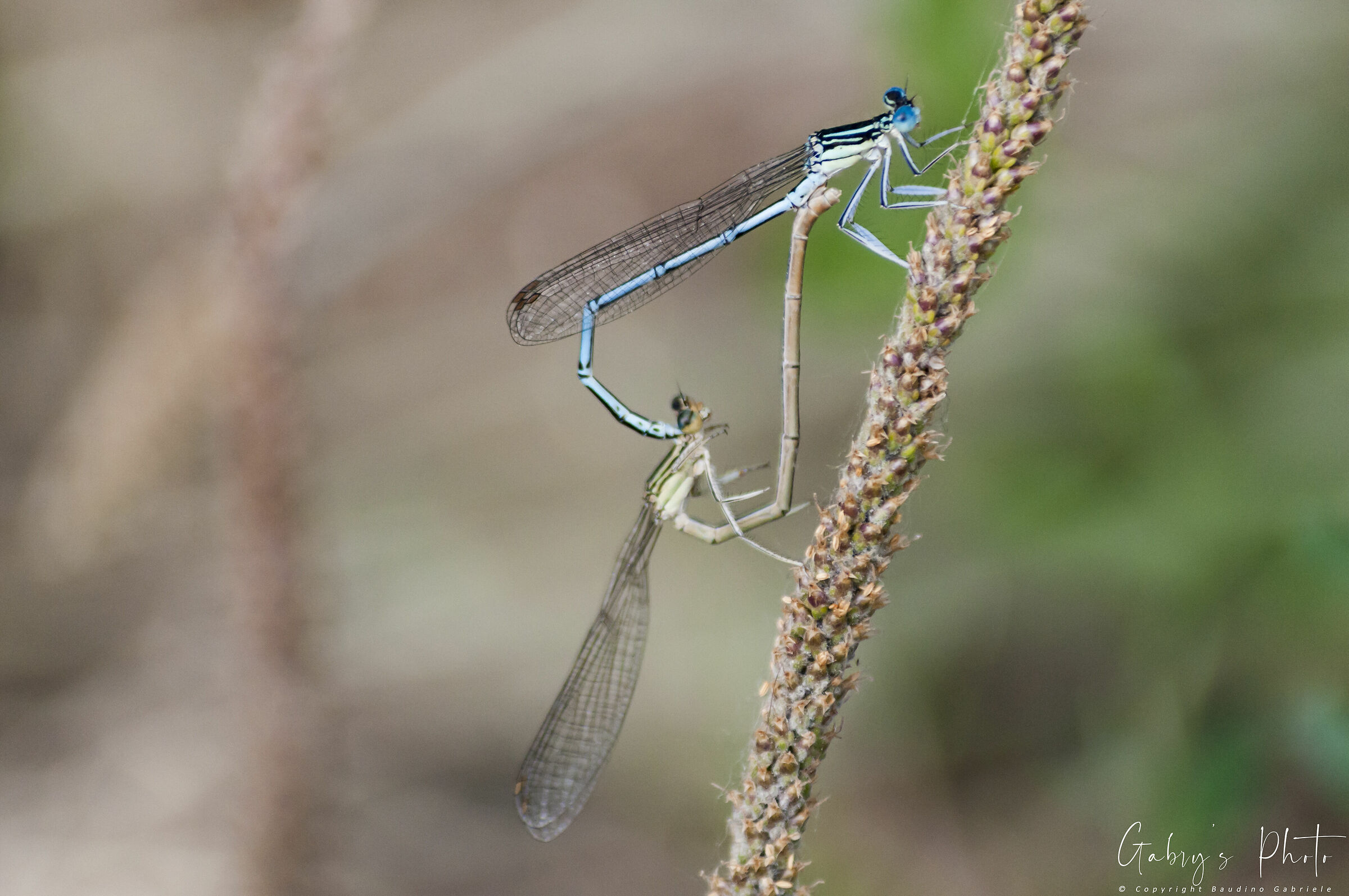 Dragonflies in love