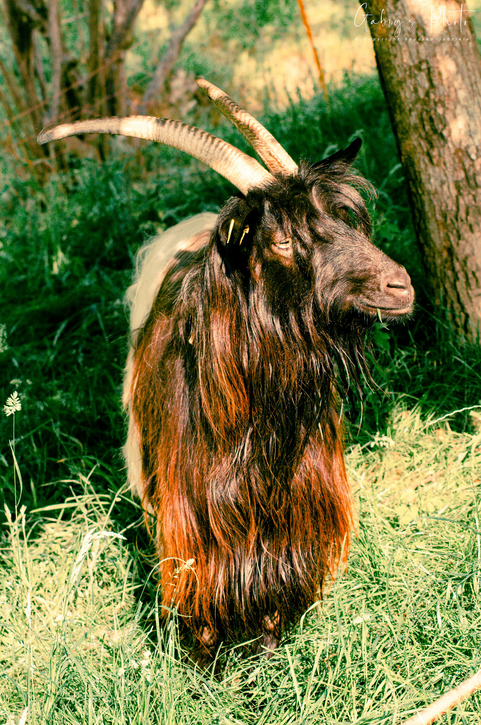 Vallesana Goat