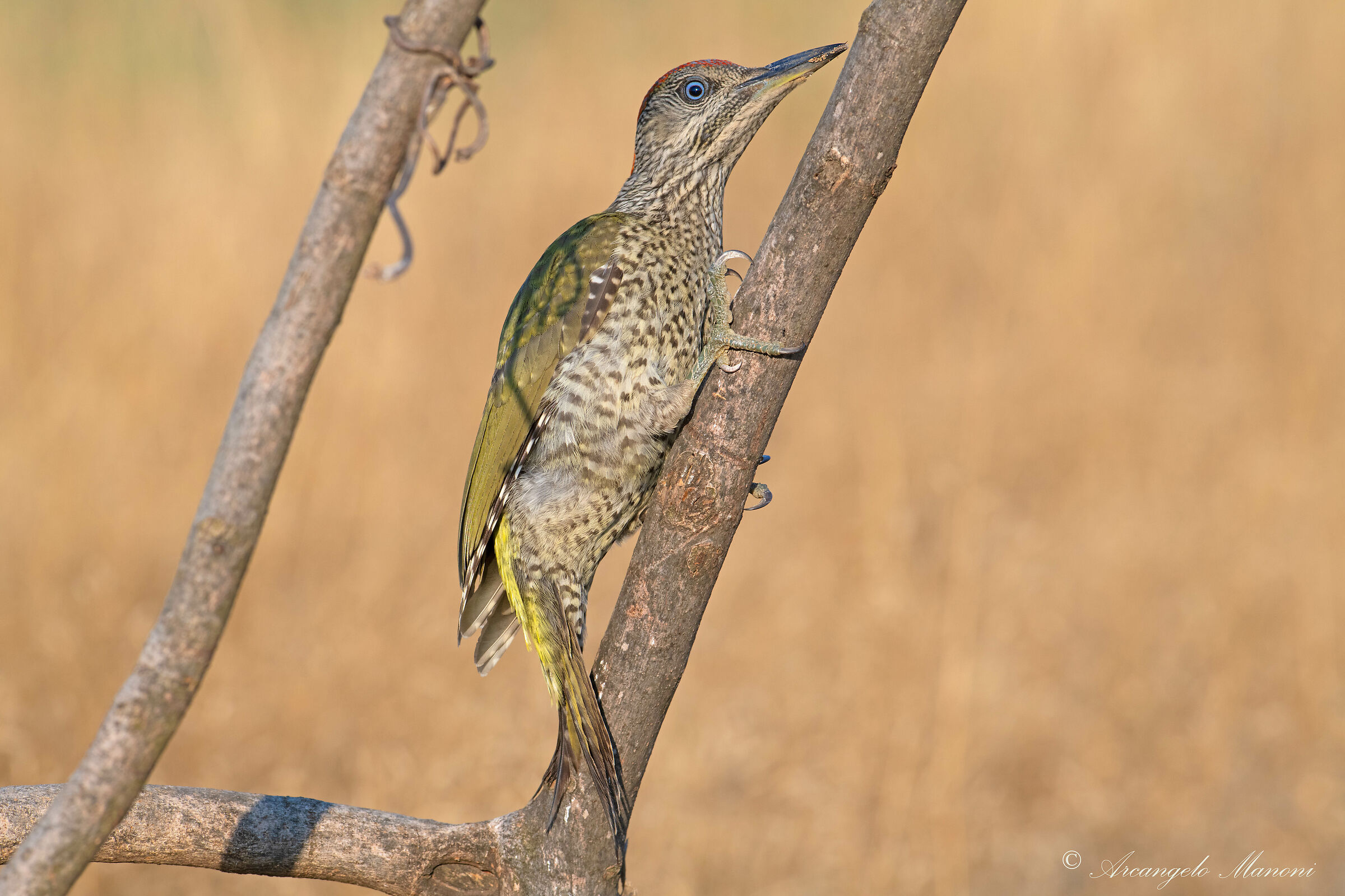 Gioielli della natura in arrampicata