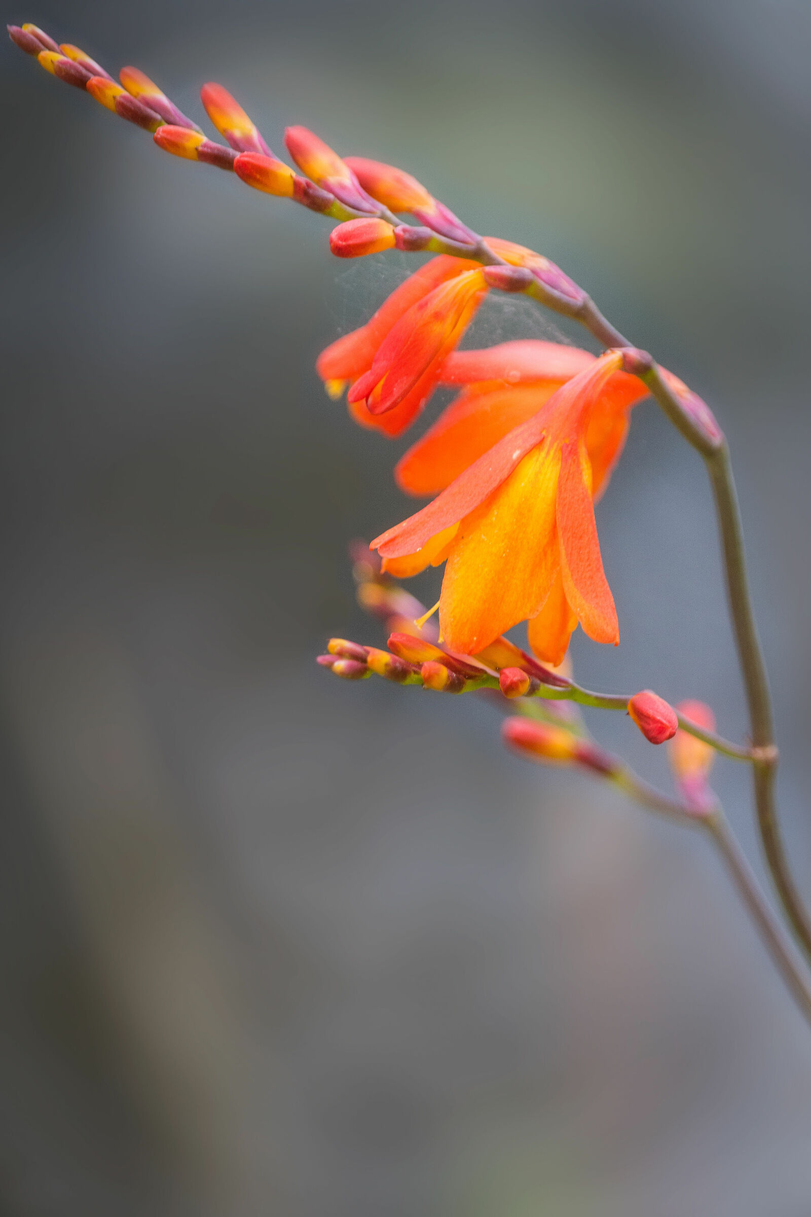Crocosmia