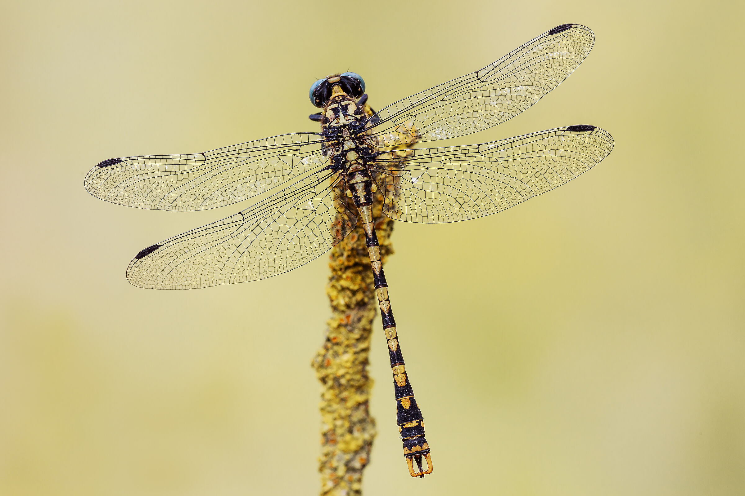 Onychogomphus uncatus