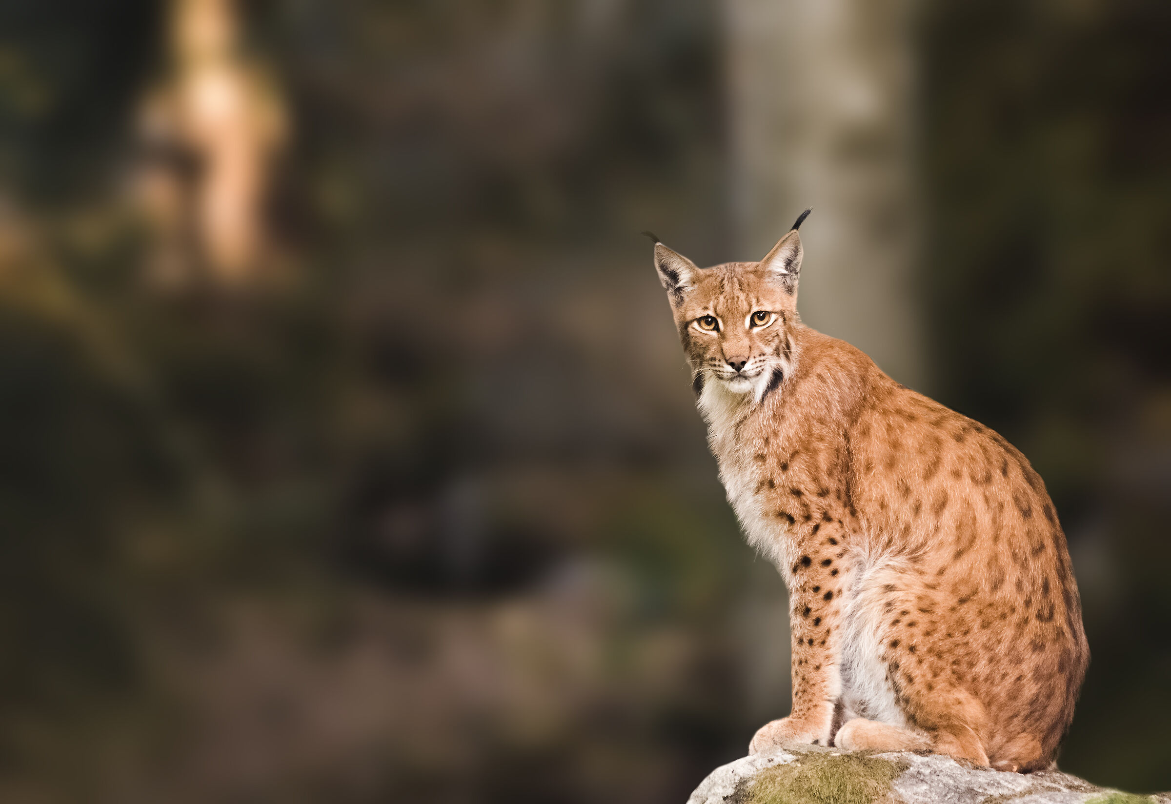 lince