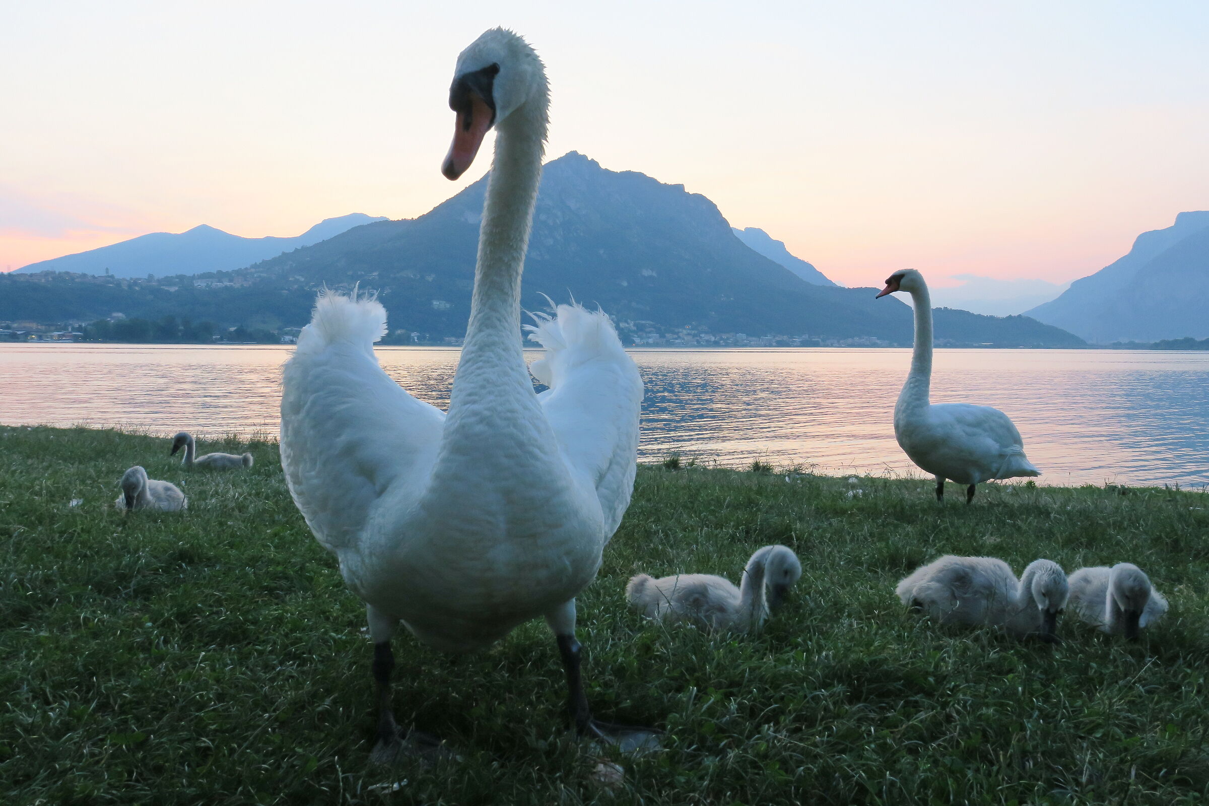 Family of swans on Lake Garlate