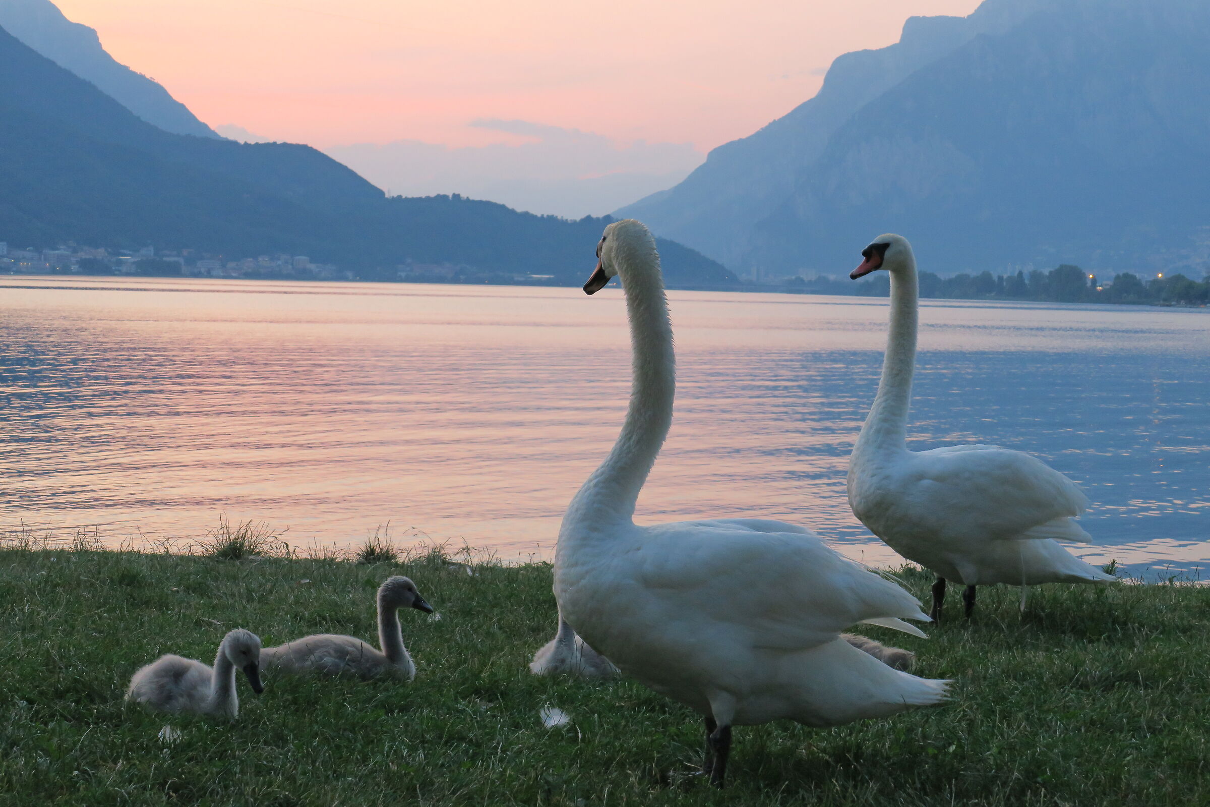 Famiglia di cigni sul lago di Garlate 2