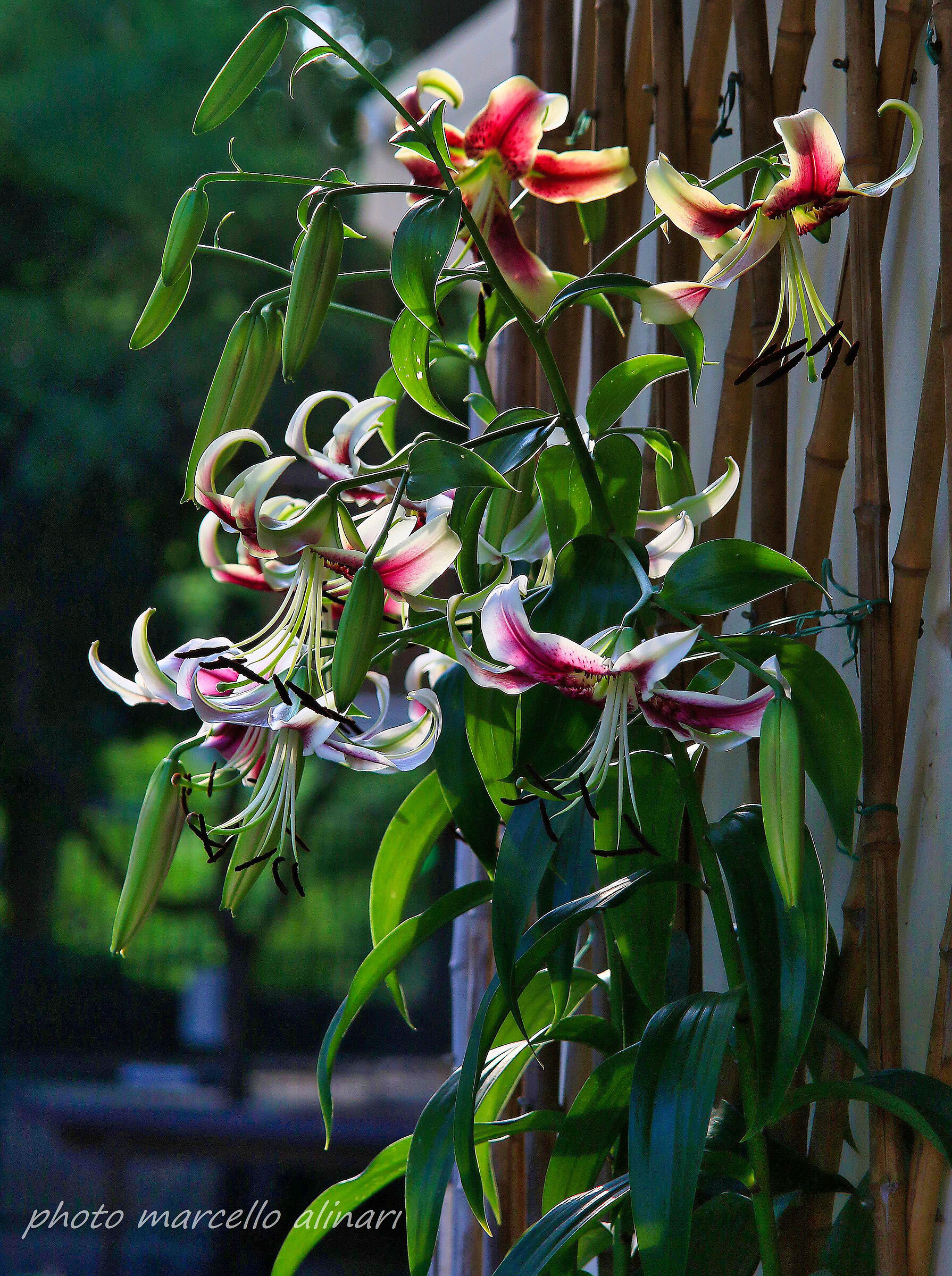 lilium sheherazade  nel mio terrazzo.