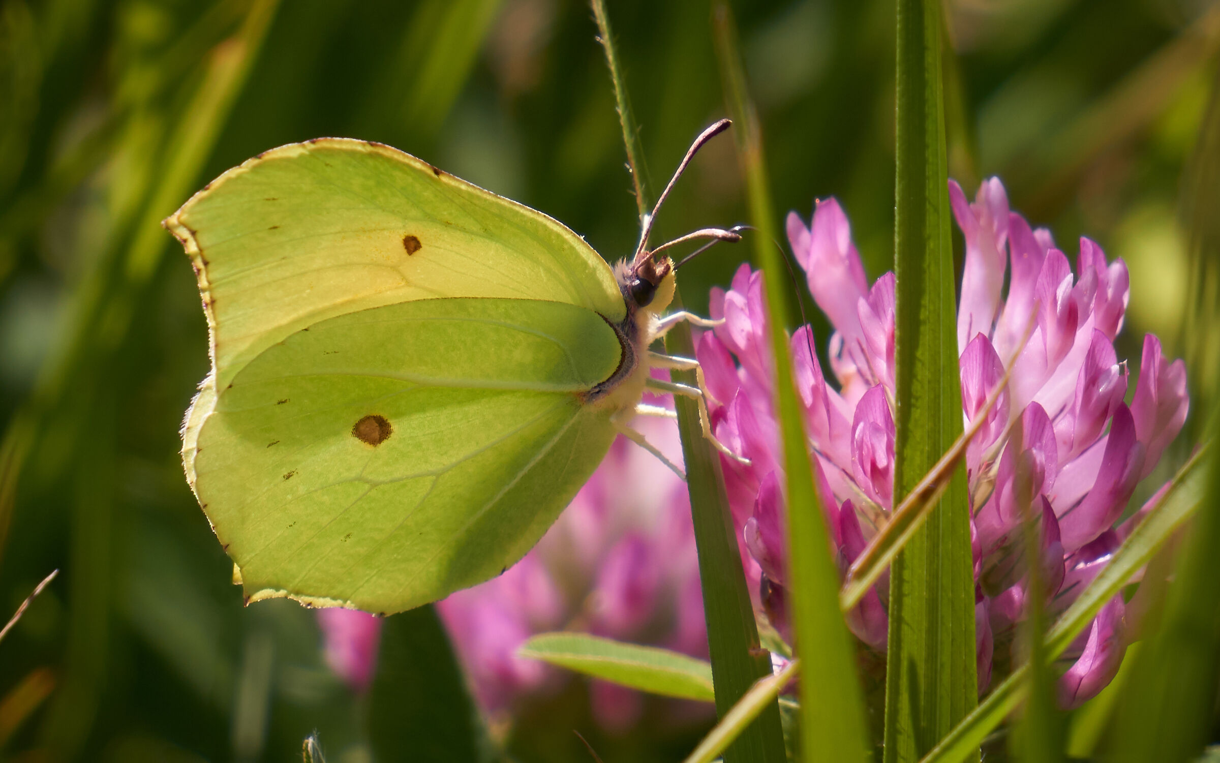 Stalle Salogni Cedronella