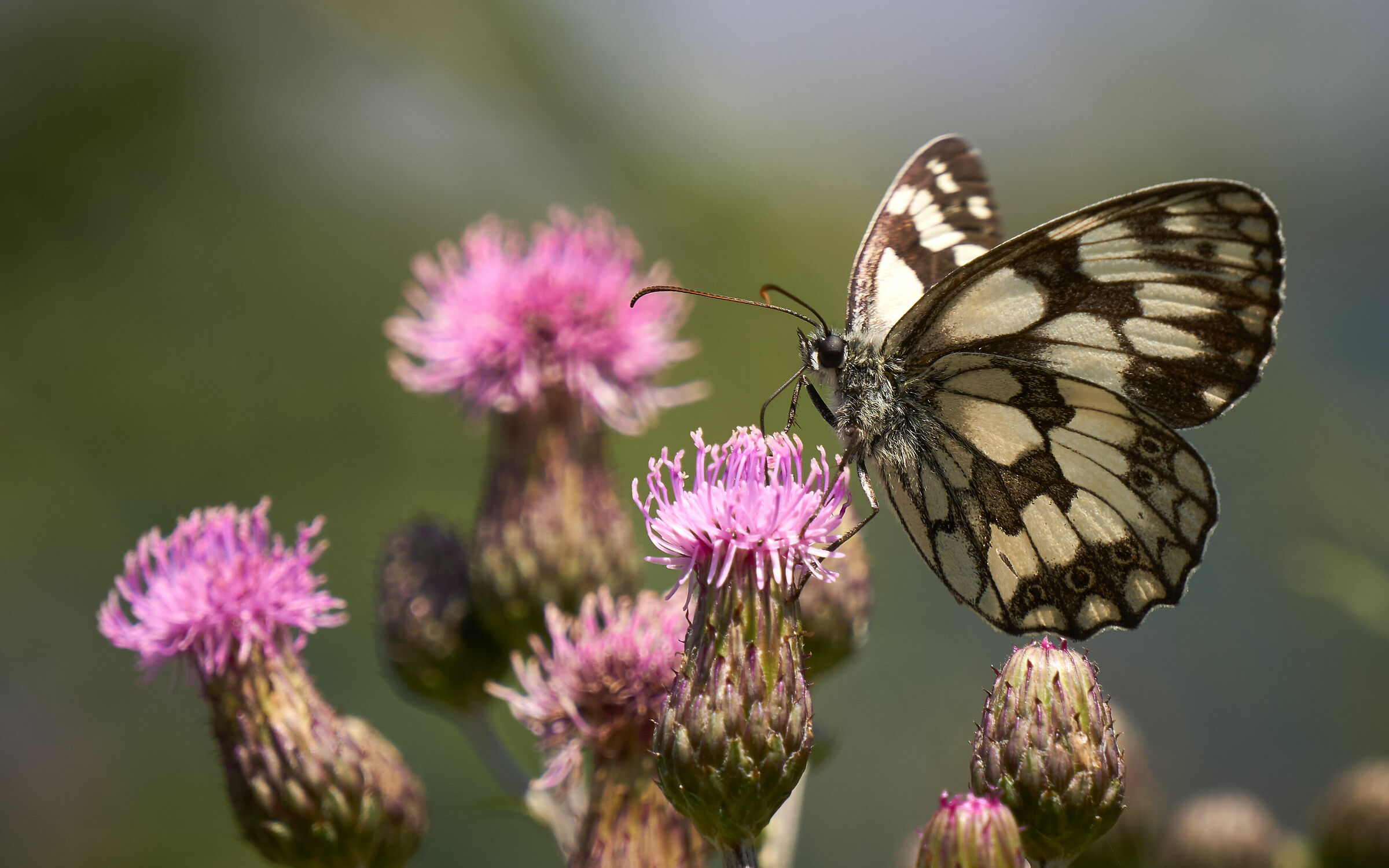 Sentiero 106 Melanargia Galathea