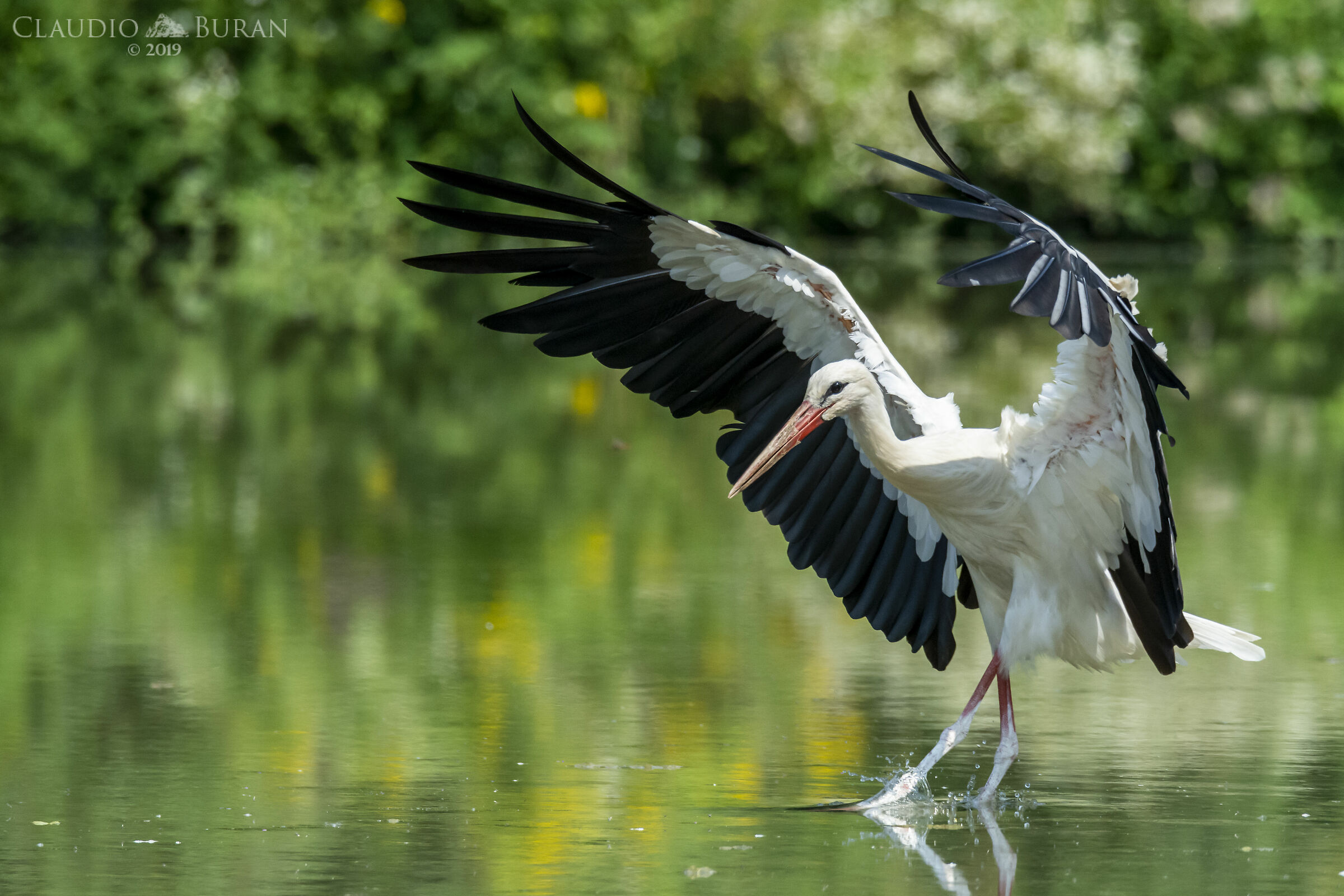 Stork