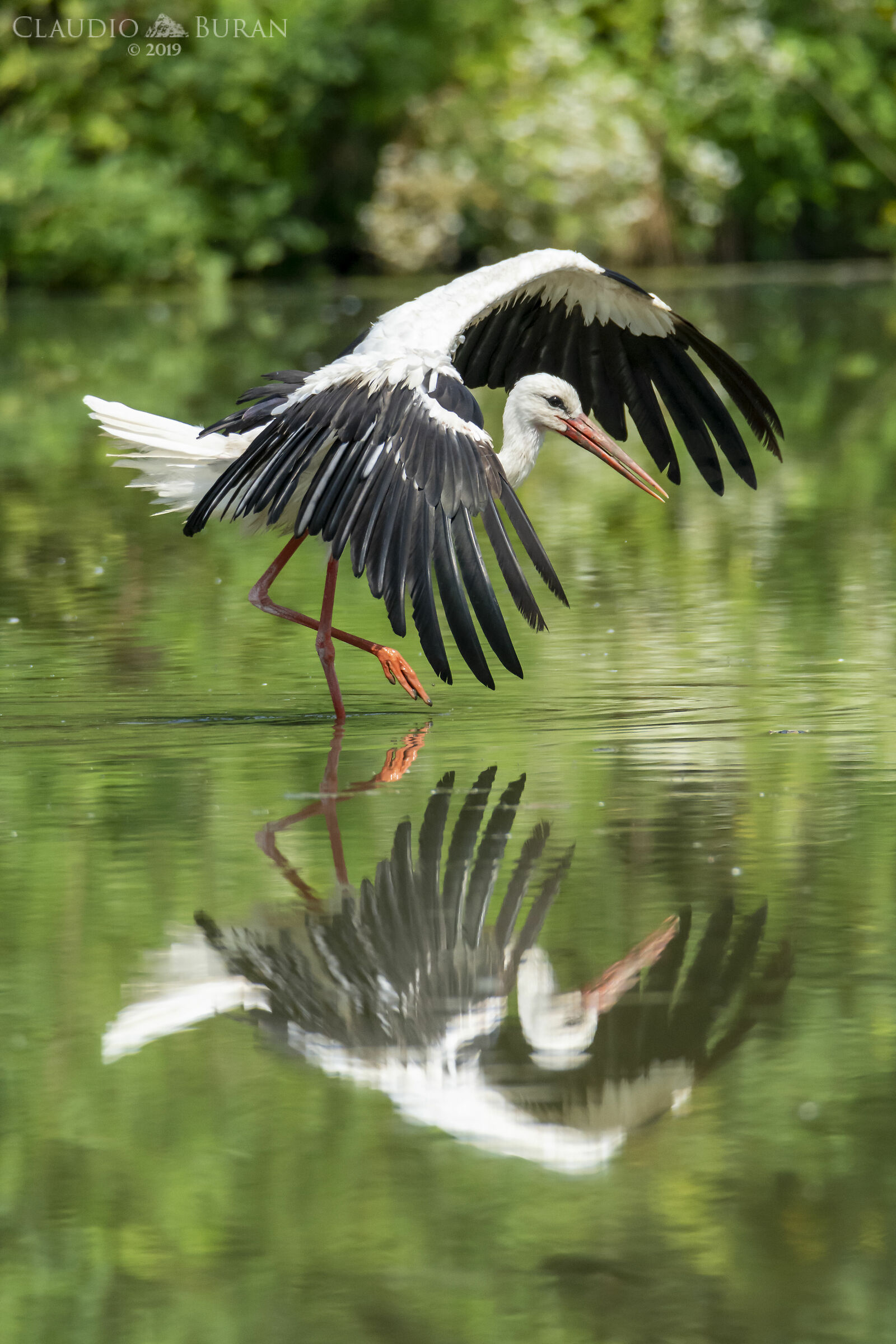 Stork