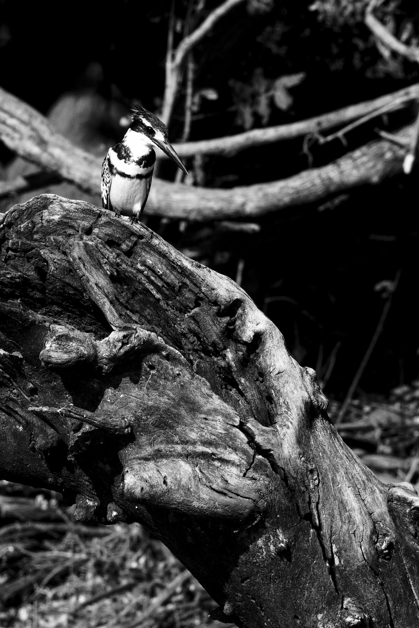 Martin pescatore bianco e nero in bianco e nero