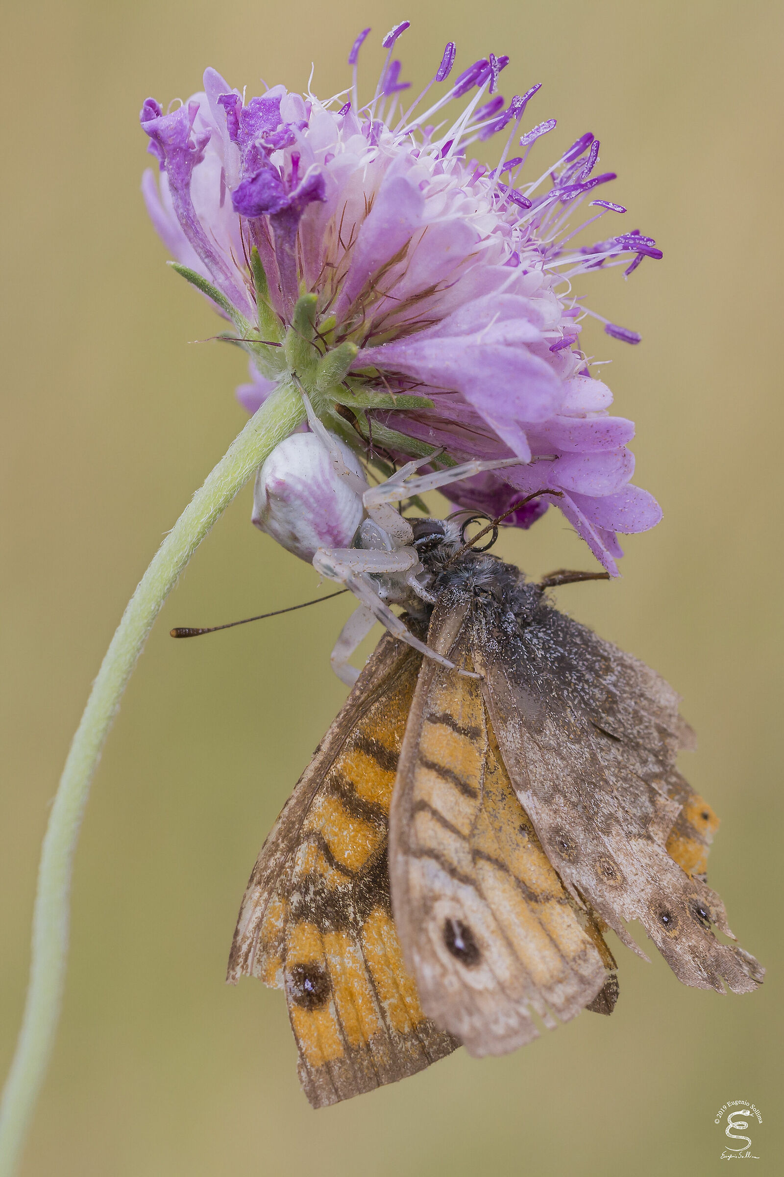 Thomisus onustus preying on a butterfly