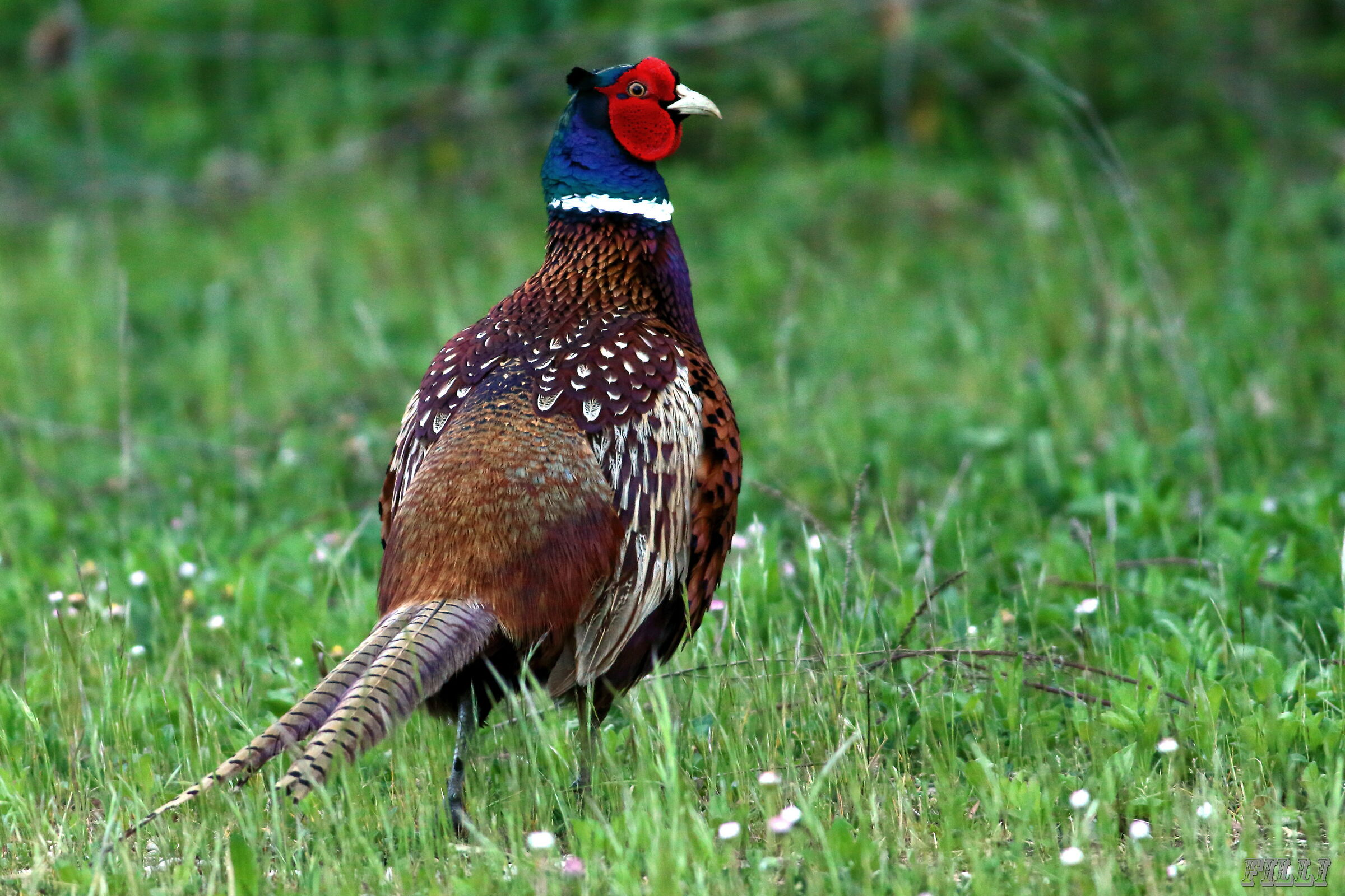 Pheasant