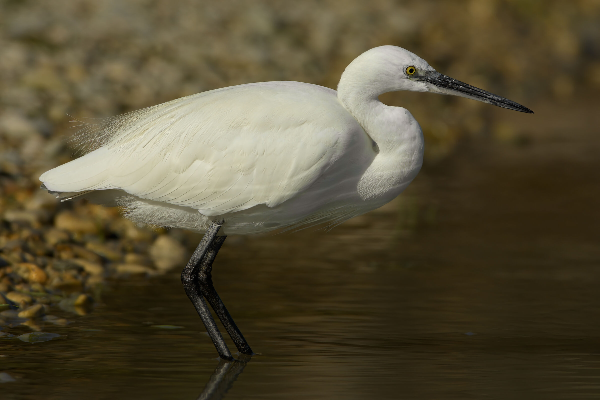 Garzetta (Egretta garzetta)