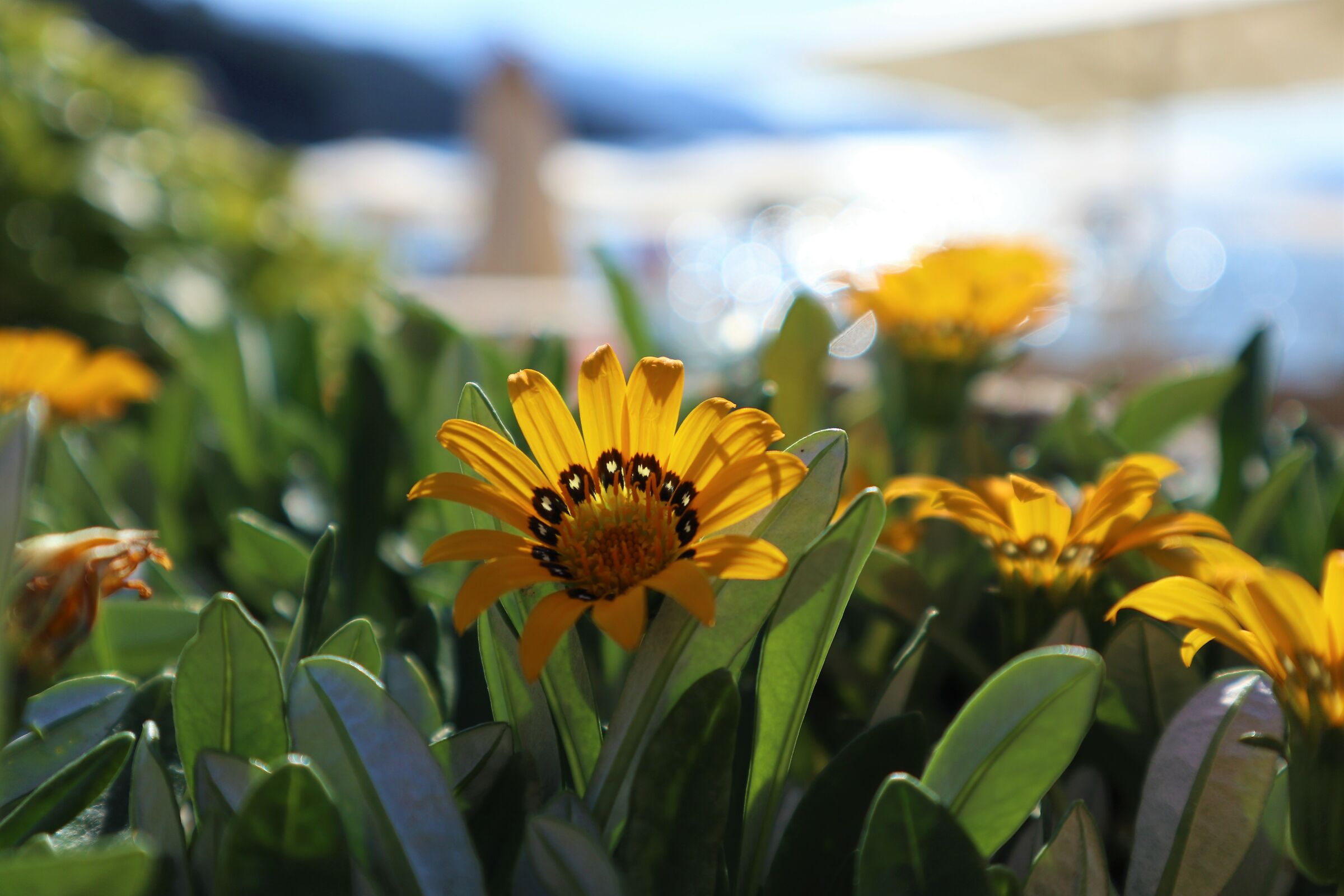 Flower with sea view