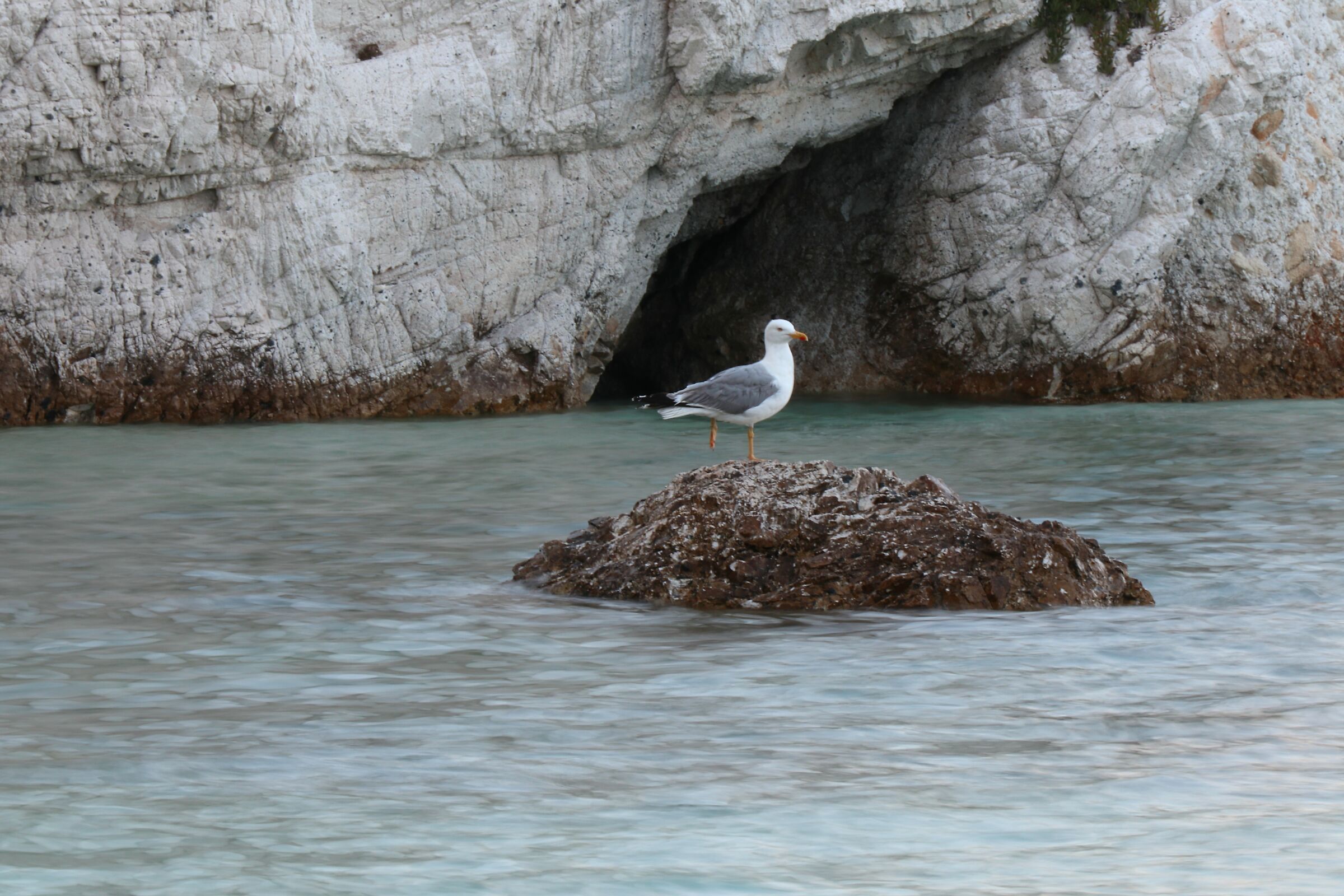 Seagull waiting for the right wave