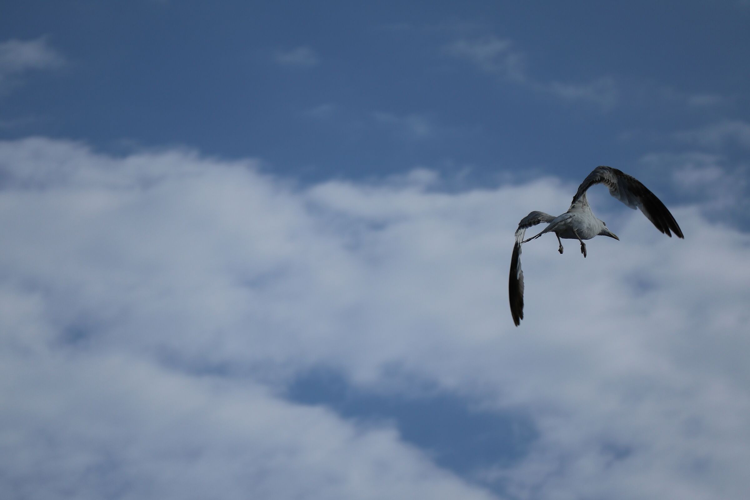 Seagull in flight