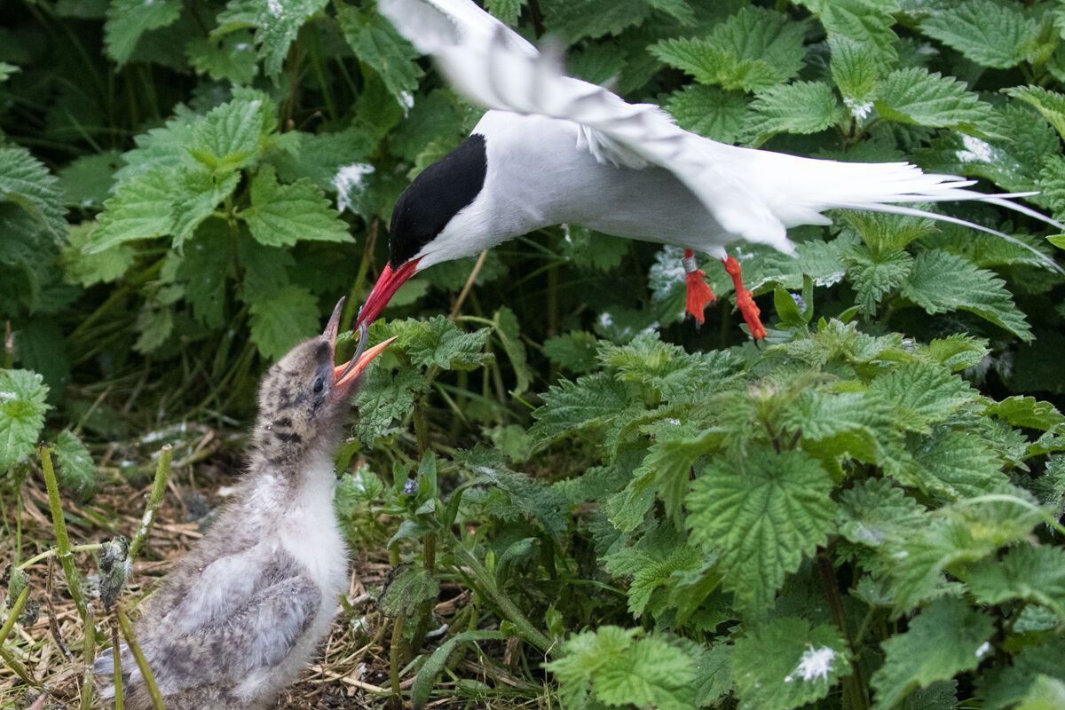 Arctic and small terns
