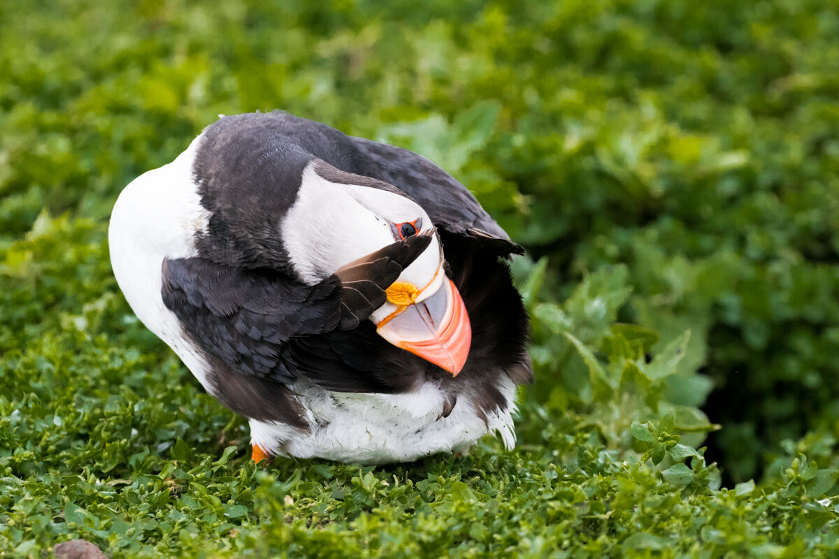 Puffin