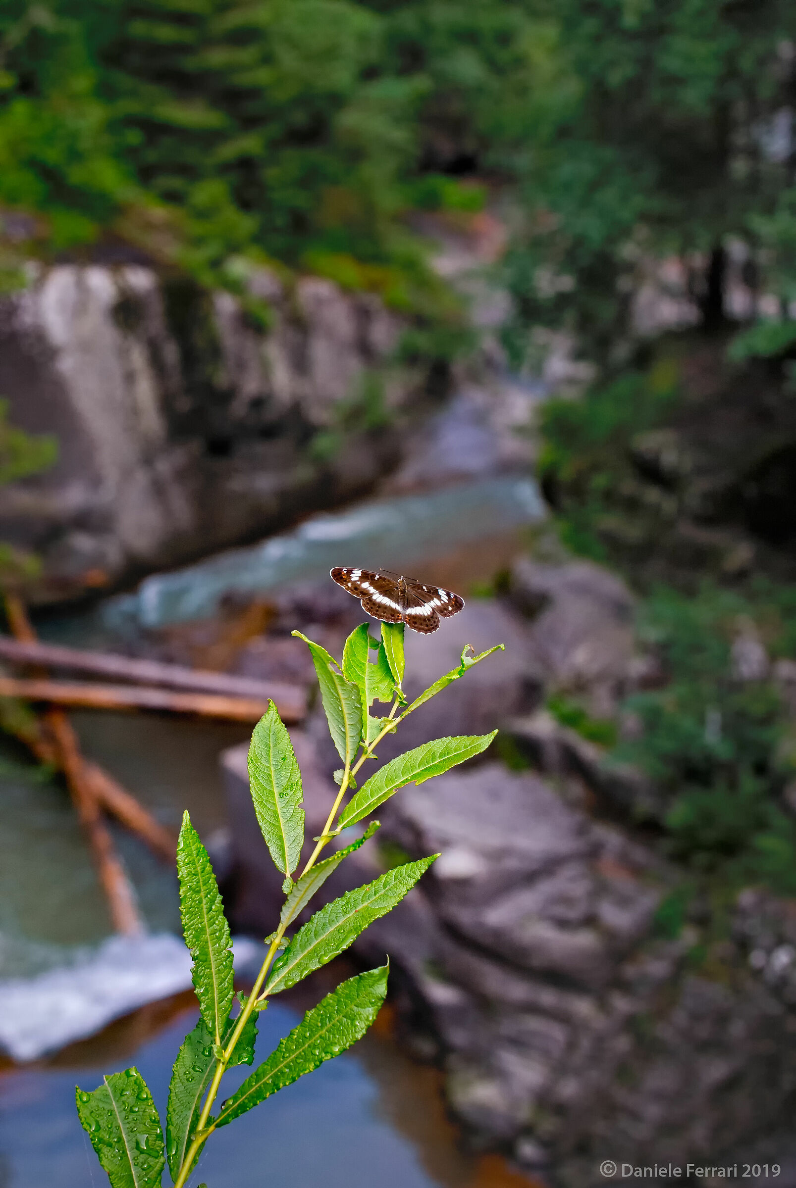 Vaia... With Dios! Rebirth in Val di Fiemme