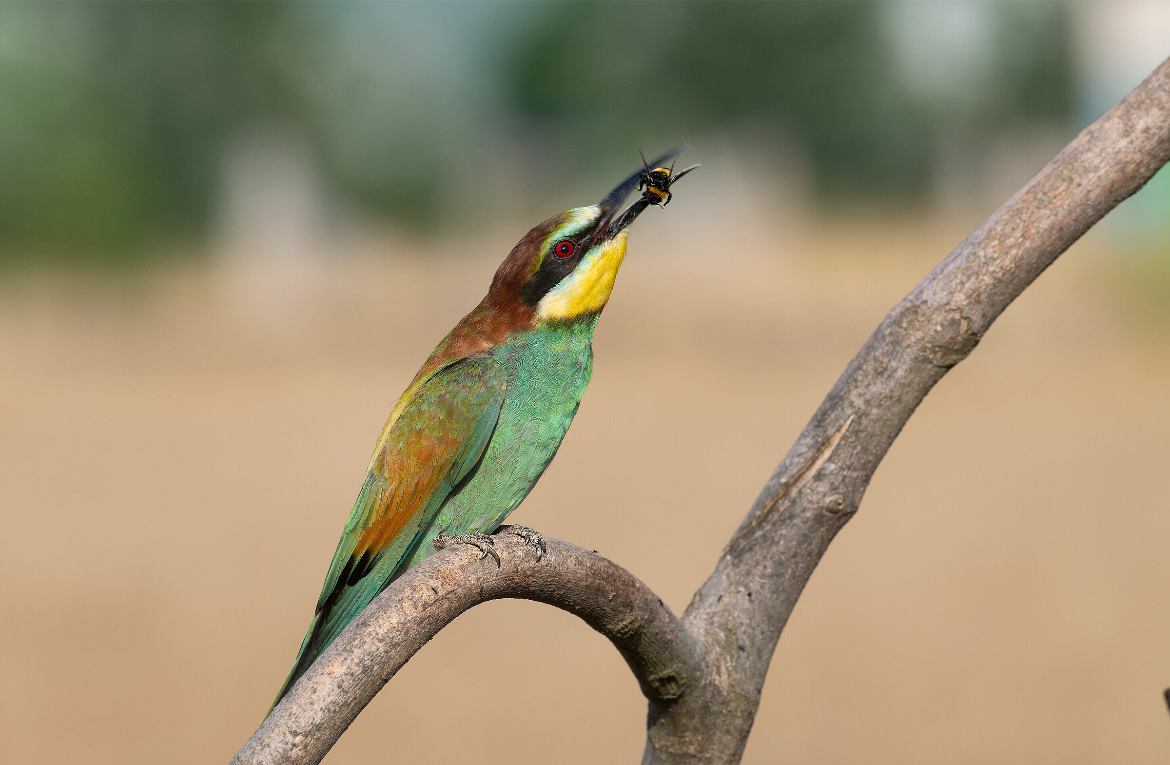 Cogli l'attimo fuggente